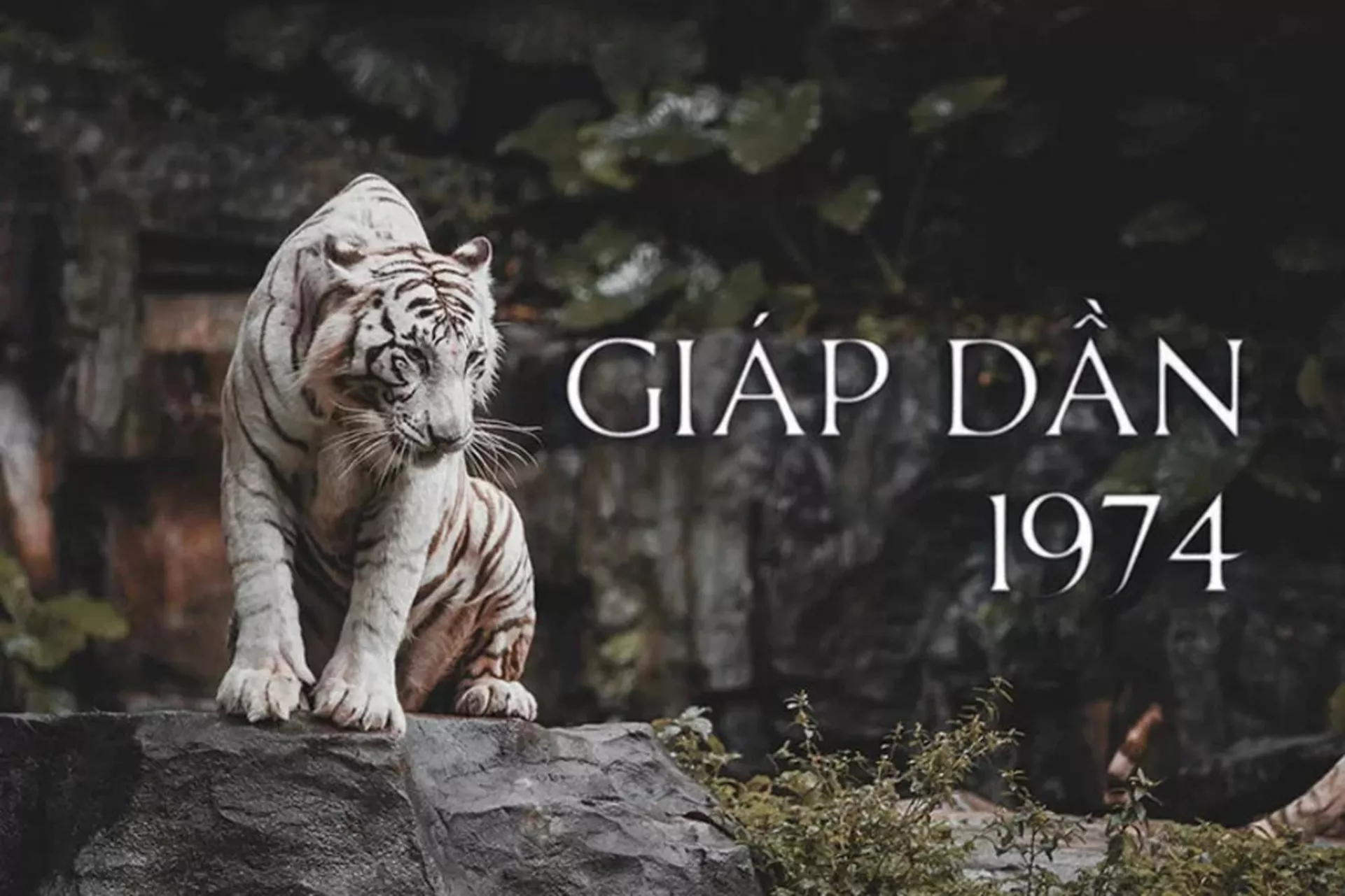 Tuổi Giáp Dần 1974 hợp màu gì, kỵ màu gì nhất?