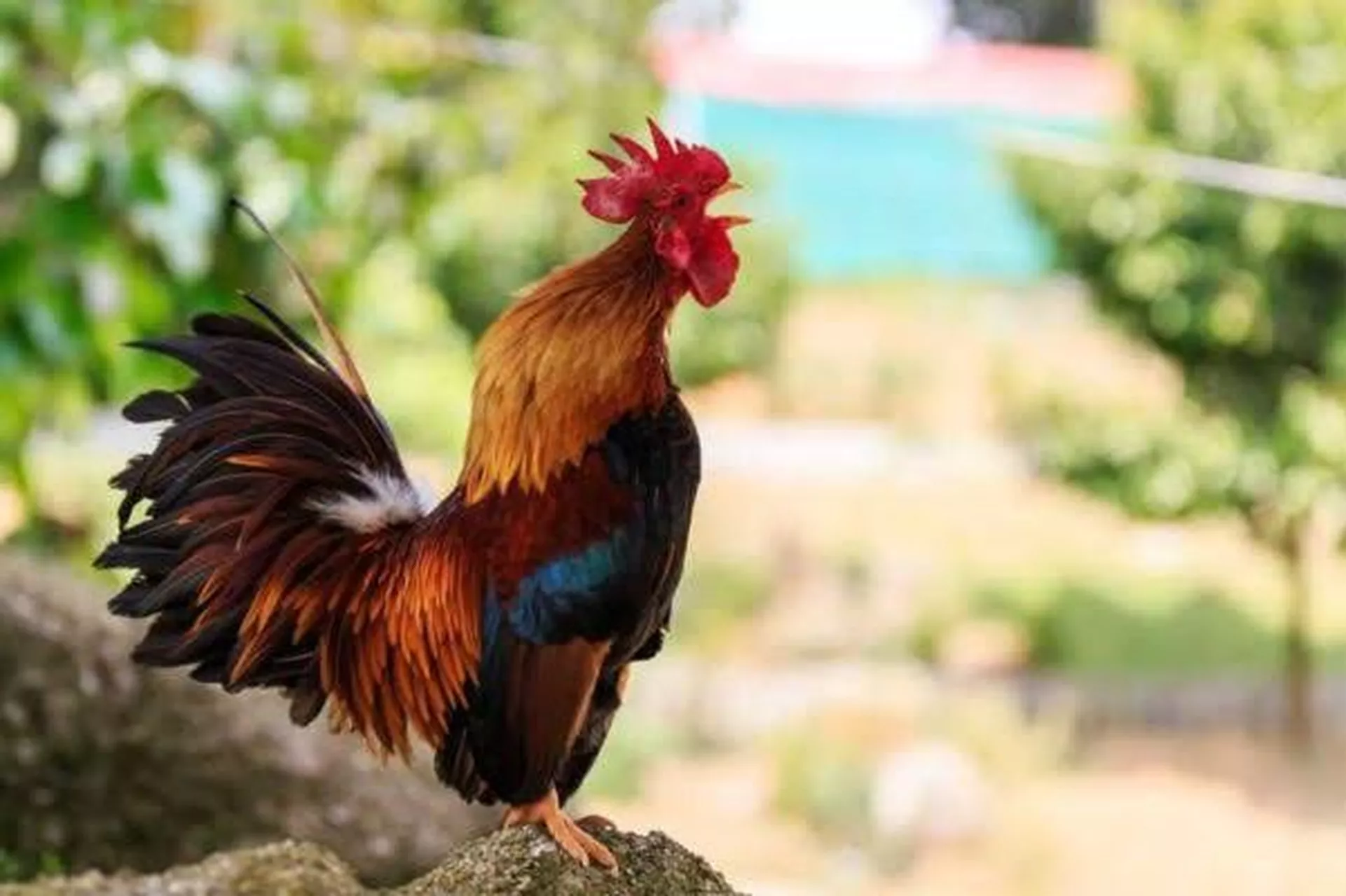 Tử vi 12 con giáp hôm nay 24/5/2025: Tuổi Tuất tình yêu trọn vẹn