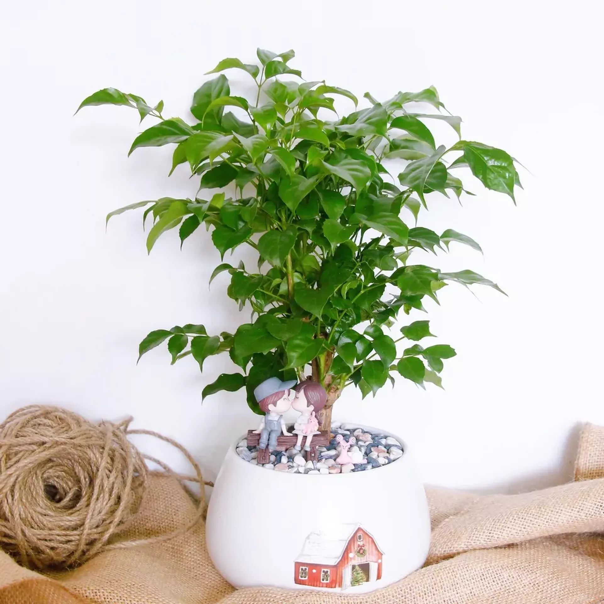 Tuổi Quý Dậu 1993 trồng cây gì hợp phong thủy?
