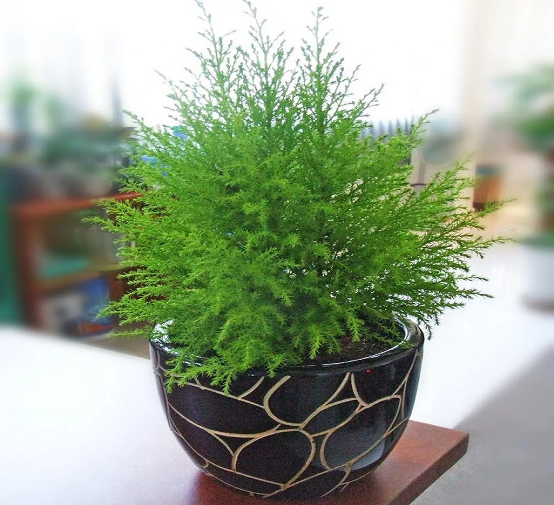 Tuổi Đinh Sửu 1997 trồng cây gì hợp phong thủy?