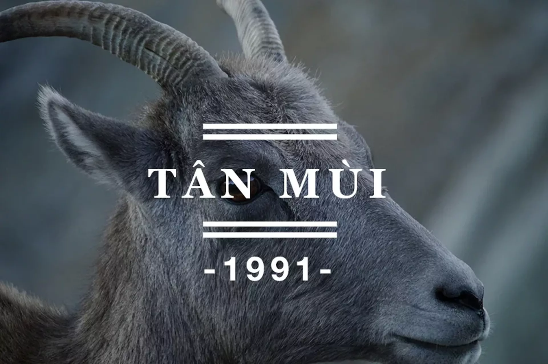 Tuổi Tân Mùi 1991 hợp màu sắc nào trong năm 2024?