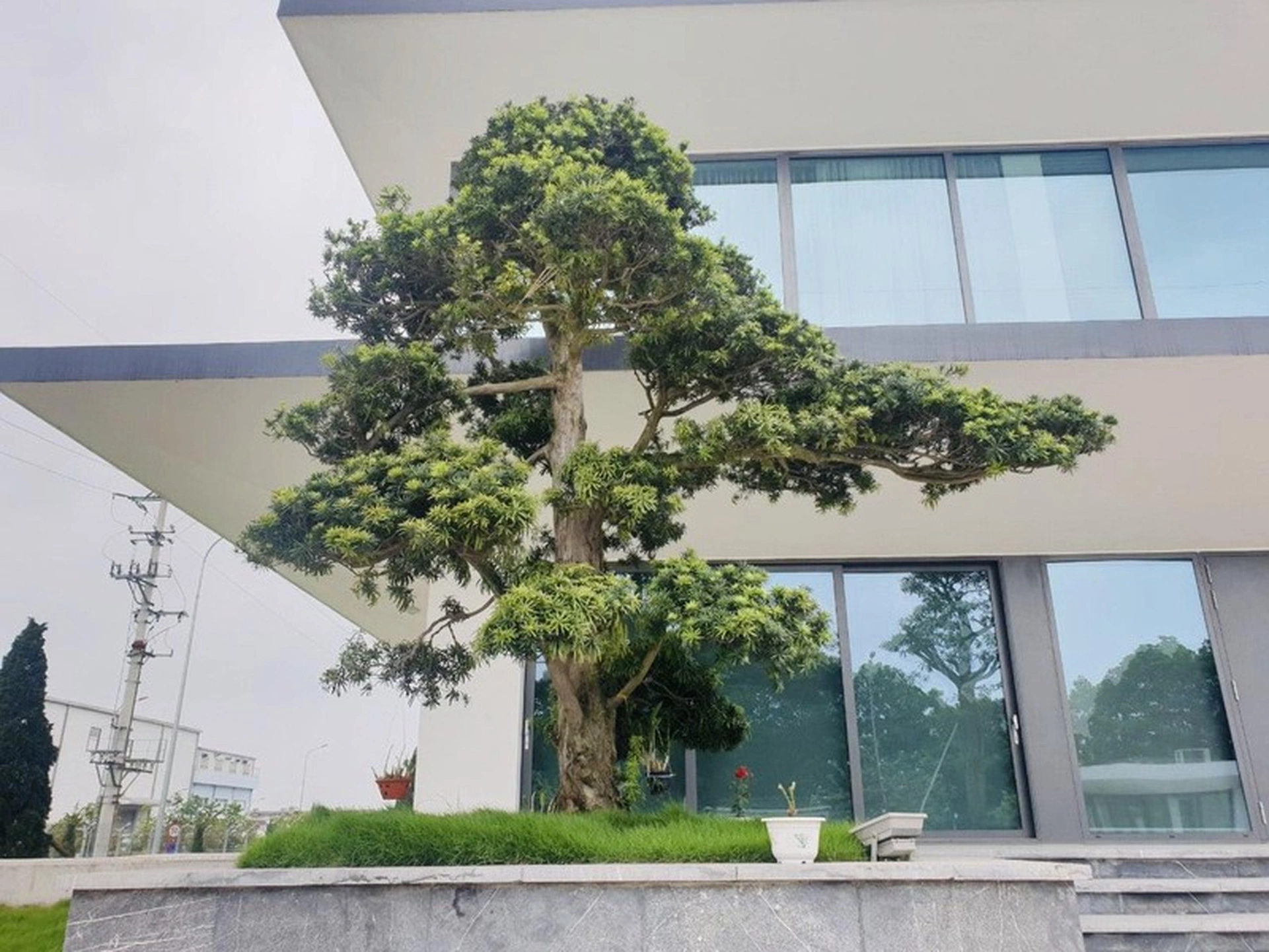 4 nguyên tắc phong thuỷ cơ bản khi trồng cây tùng trước cửa nhà