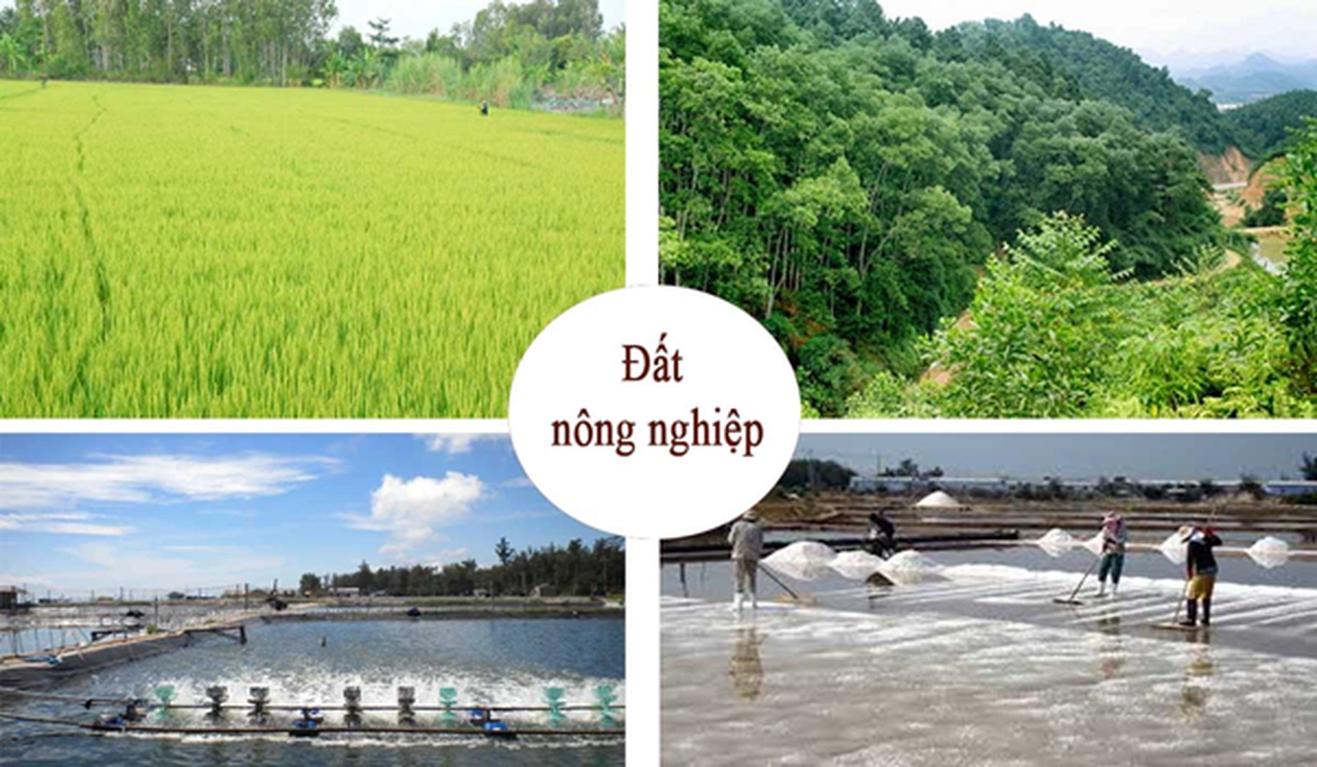 Đất nông nghiệp hết hạn sử dụng có cho thuê được không? Thủ tục xin gia hạn thế nào?
