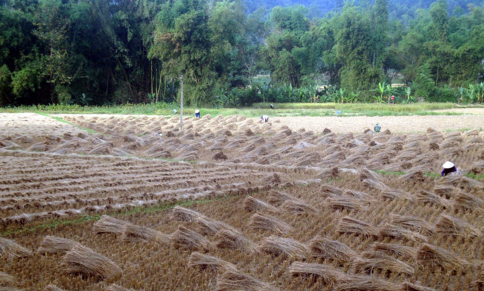 Có được phép xây nhà trên đất thổ canh không?