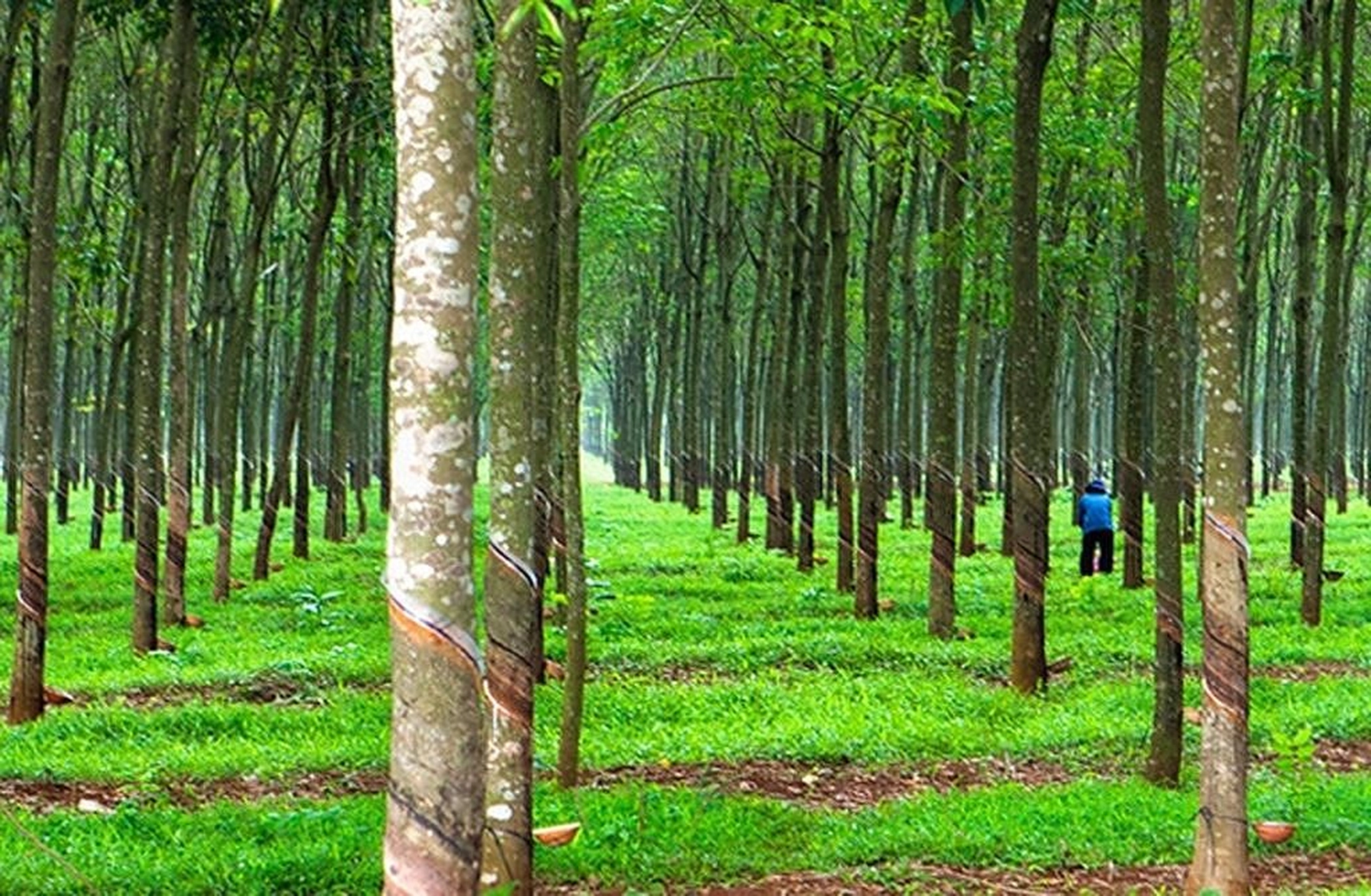 Có nên mua đất trồng cây lâu năm không? Những rủi ro khi mua?