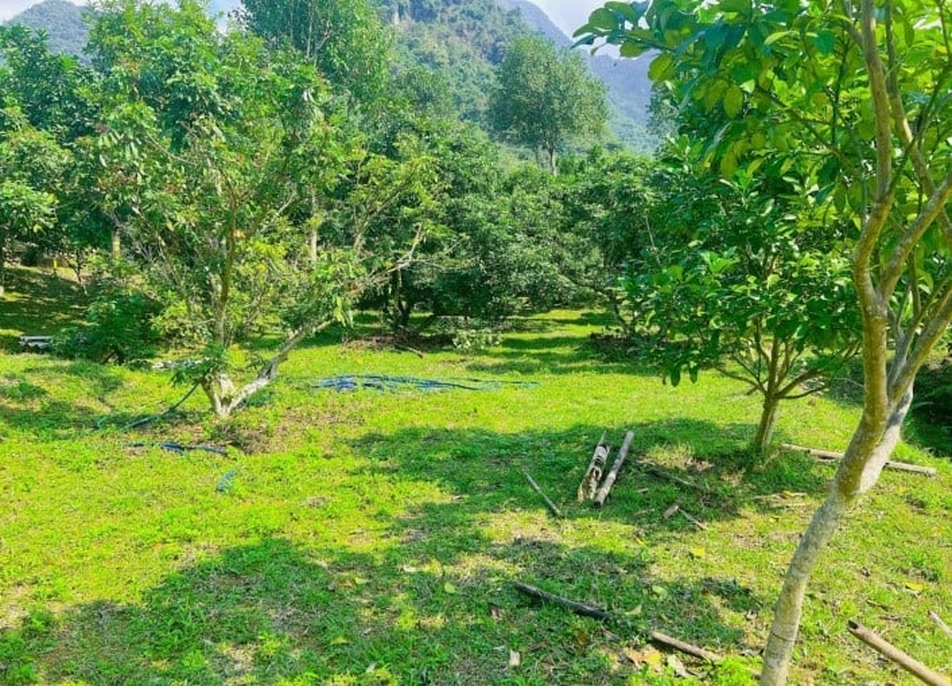 Đất trồng cây lâu năm có bị thu hồi không? Hết hạn sử dụng đất có cần gia hạn không?