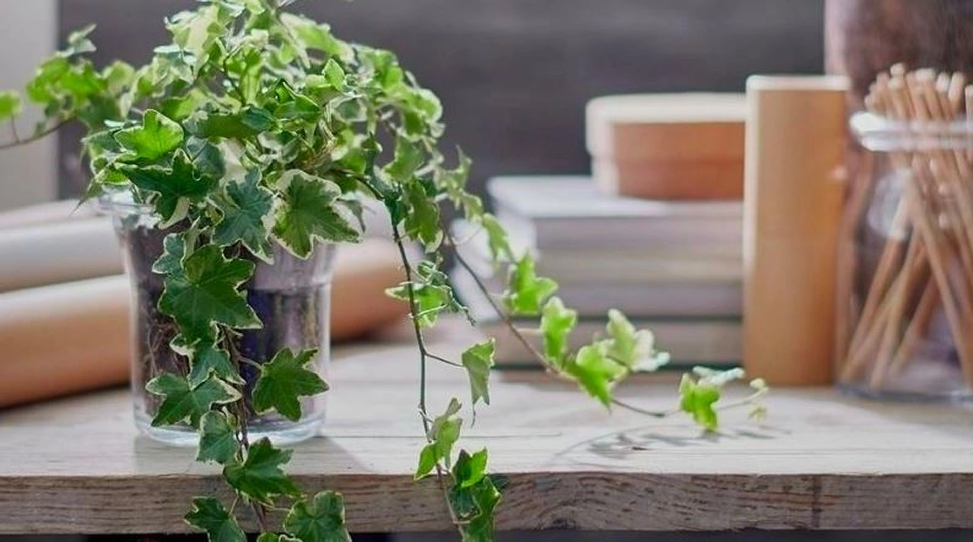 Phong cách trang trí bằng cây thường xuân trong nhà giúp tạo không gian xanh mát