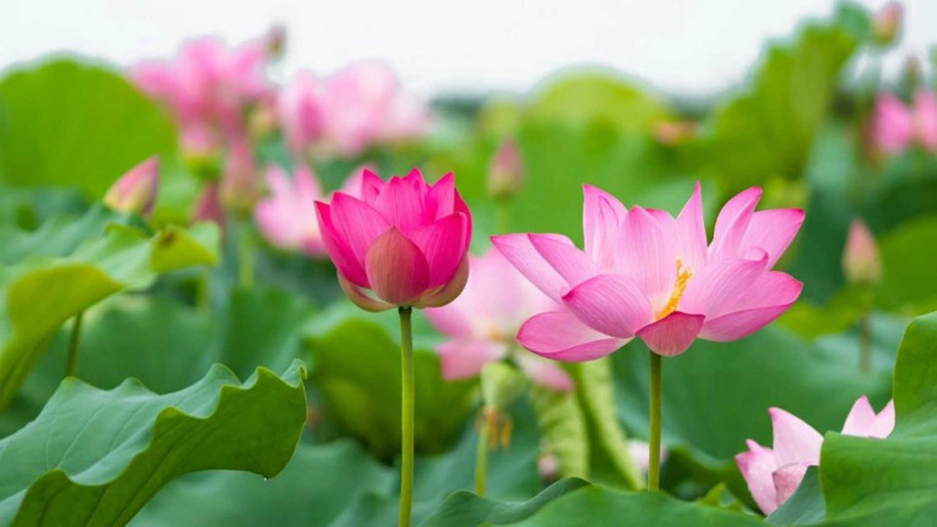 Gia chủ tuổi Hợi nên trồng cây gì trong sân vườn cho hợp phong thủy?