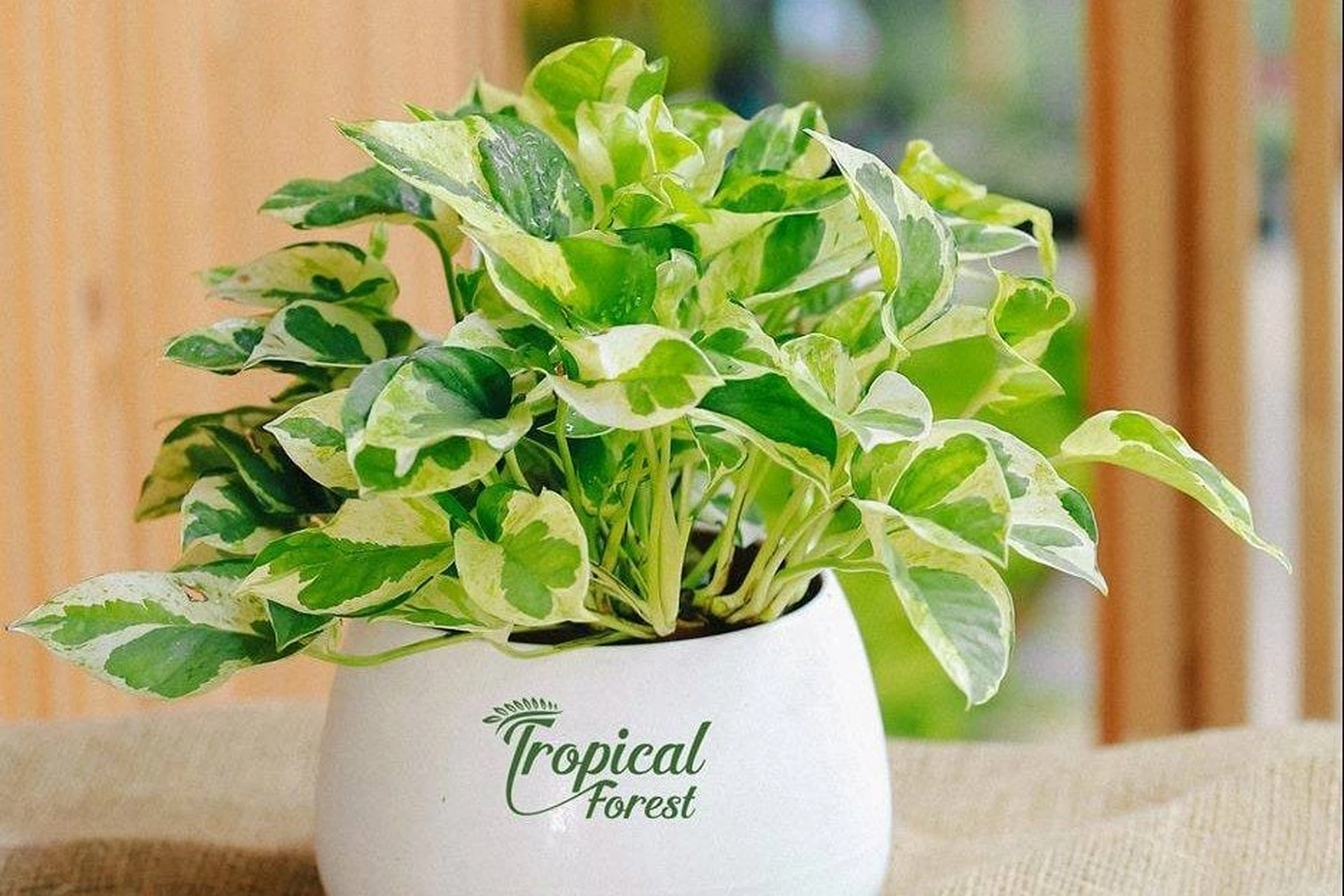 Cây trầu bà - nhiều người chọn trồng trong nhà vì mang ý nghĩa phong thủy tốt