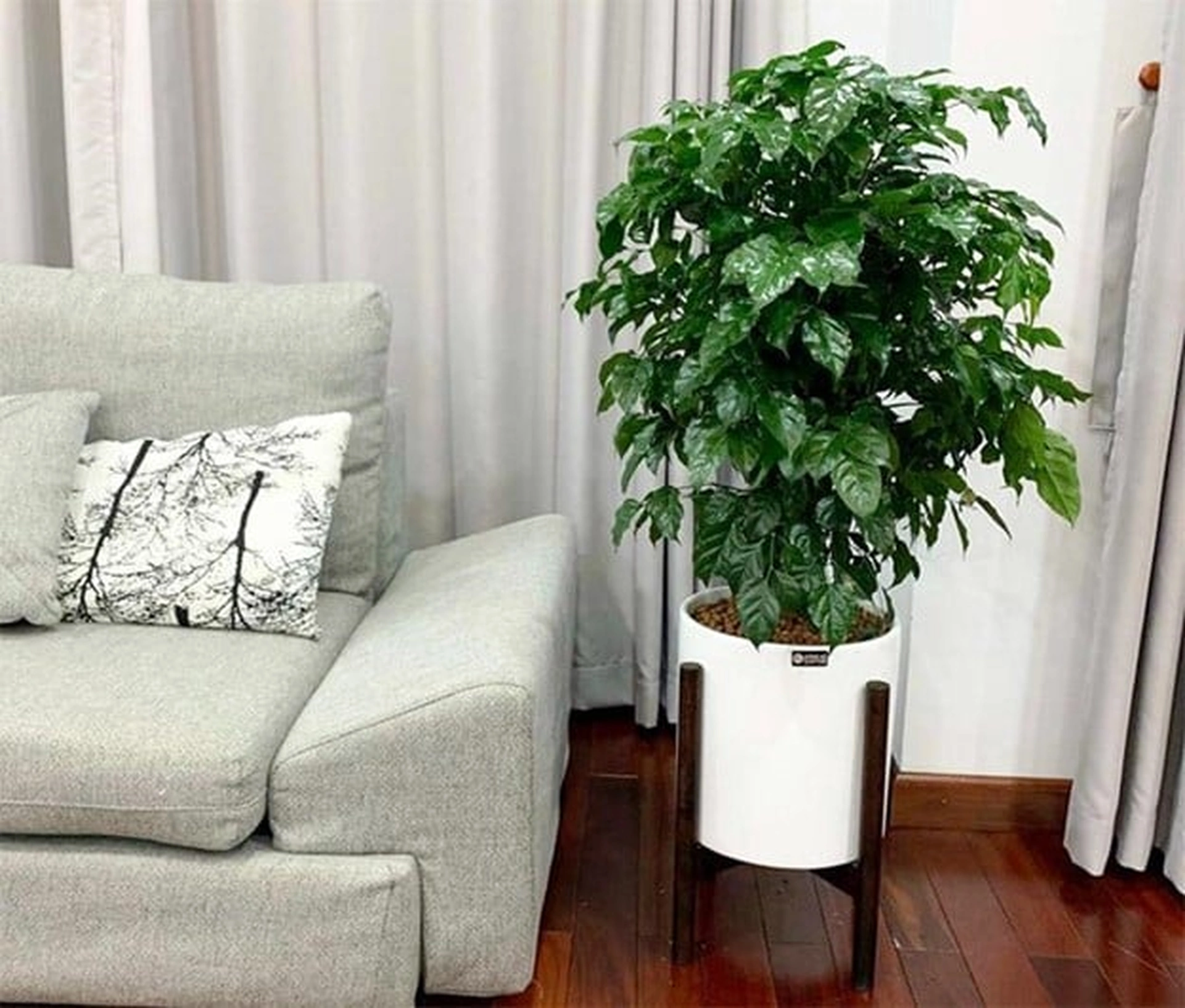 Tạo không gian xanh cho căn hộ: nên chọn loại cây cảnh nào vừa dễ chăm vừa mang ý nghĩa tốt