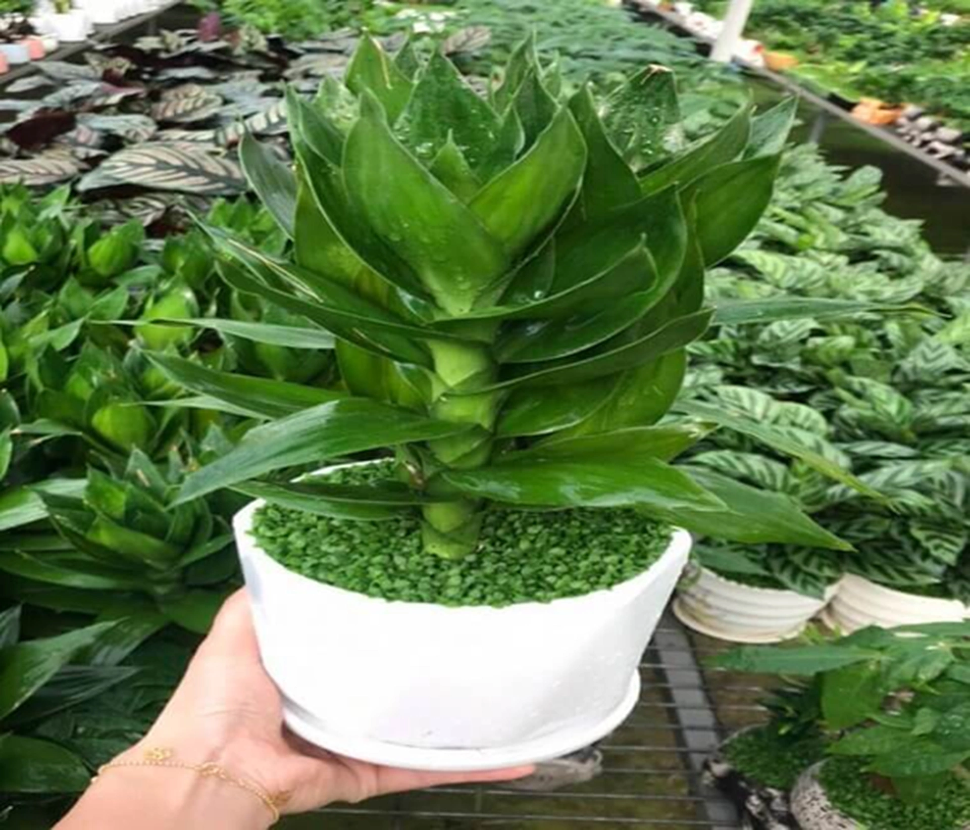 Trồng cây phát tài búp sen trong nhà, nếu biết cách chăm sẽ mang lại may mắn, tài lộc cho gia đình
