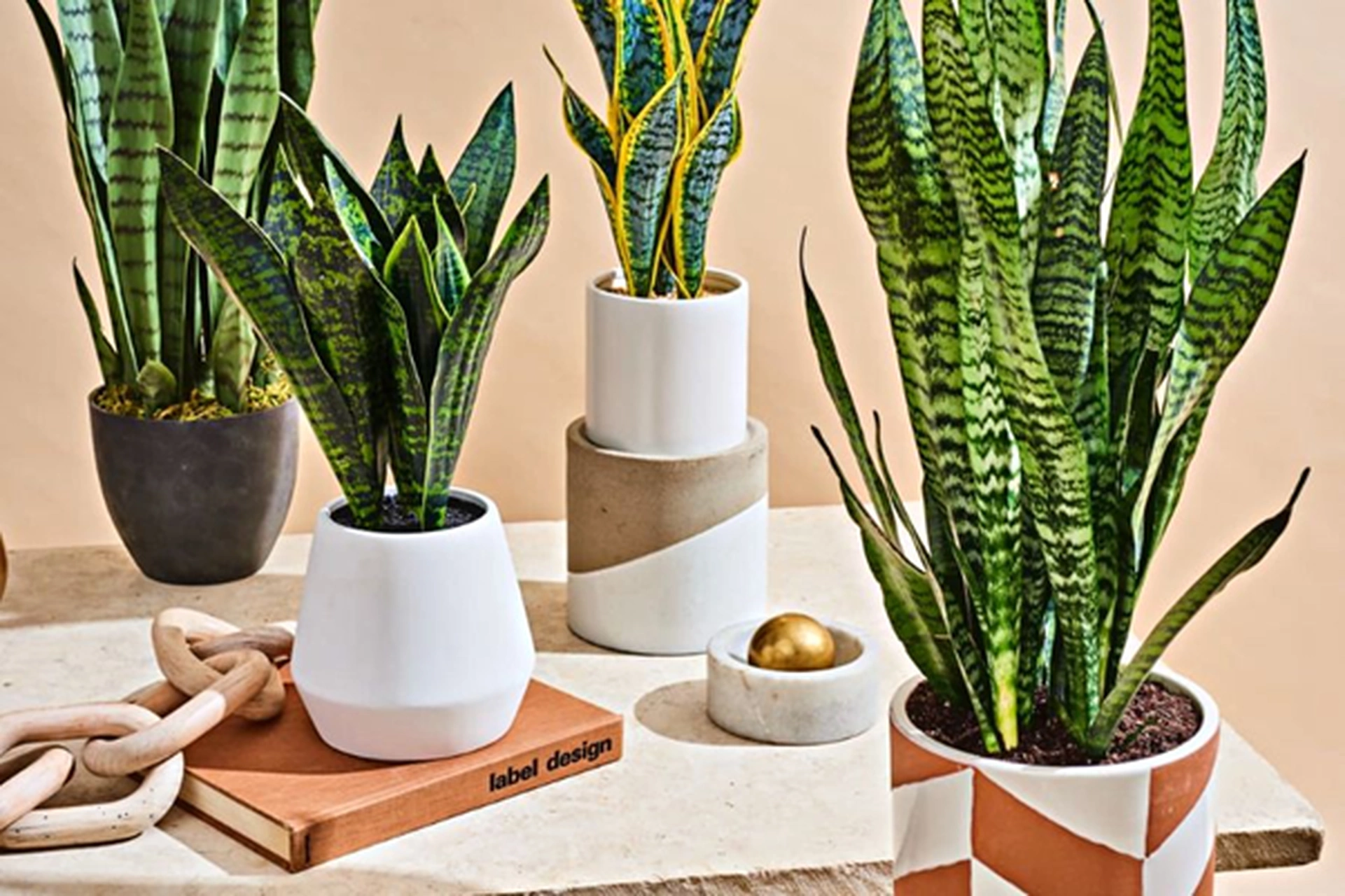 Trồng cây cảnh trong nhà: Tưởng đơn giản nhưng nhiều người vẫn mắc sai lầm