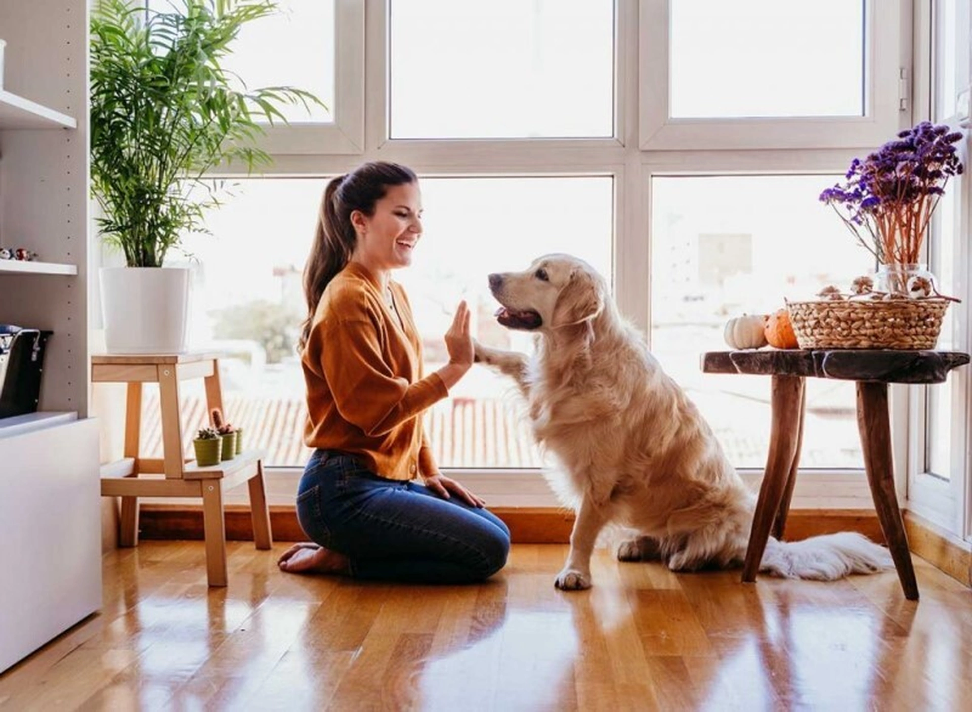Nuôi chó mèo khi thuê chung cư: Bí quyết để có một trải nghiệm sống văn minh