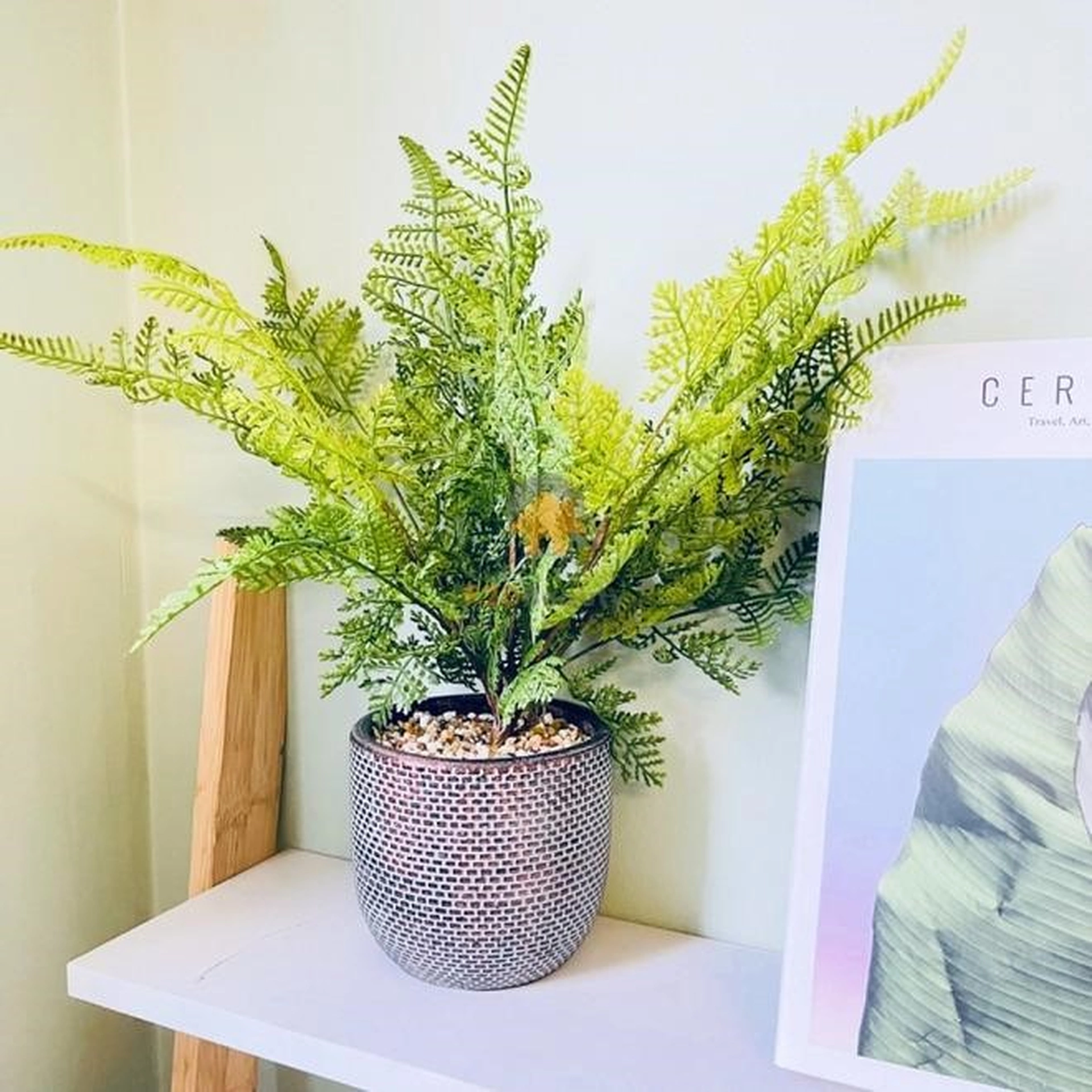 Thêm "sắc xanh" cho thiết kế căn hộ với những loại cây nhỏ và cực dễ chăm