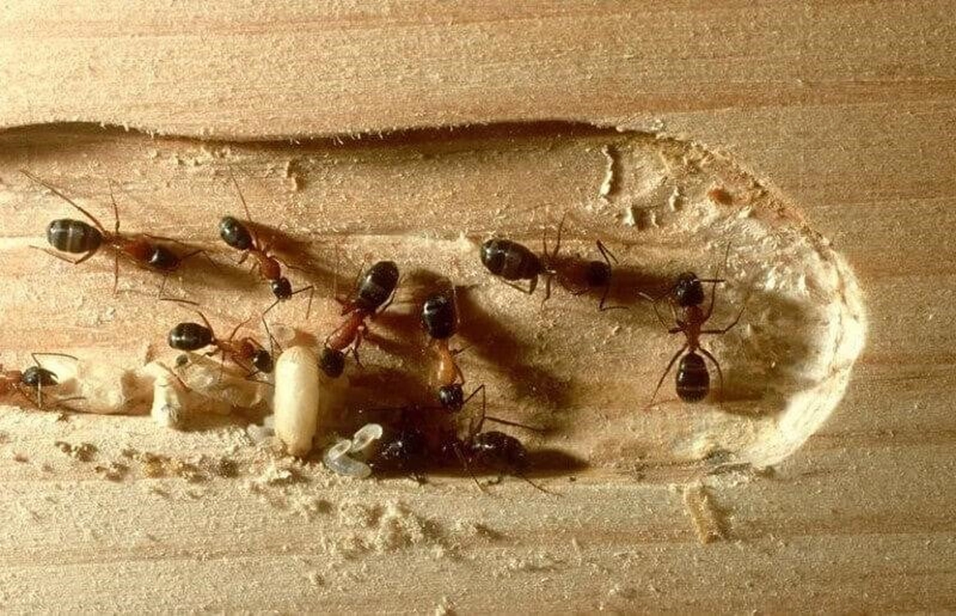 Mách bạn 5 mẹo đuổi kiến hiệu quả mà dễ áp dụng