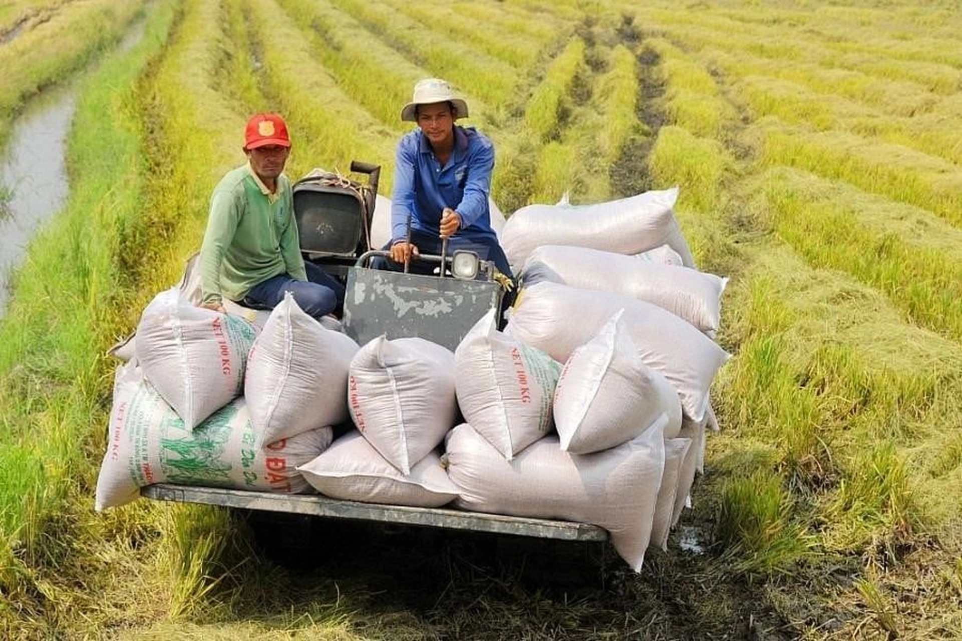 Giá gạo xuất khẩu của Việt Nam đang ở mức bao nhiêu so với các nước xuất khẩu gạo khác?