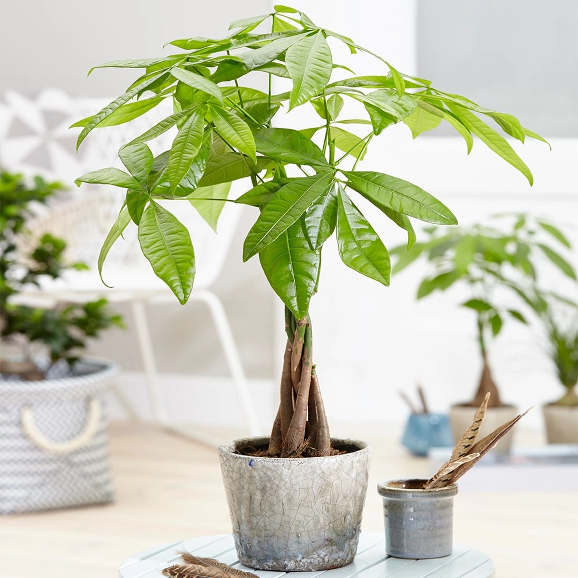 Mệnh chủ tuổi Kỷ Tỵ 1989 hợp cây gì để bàn làm việc?