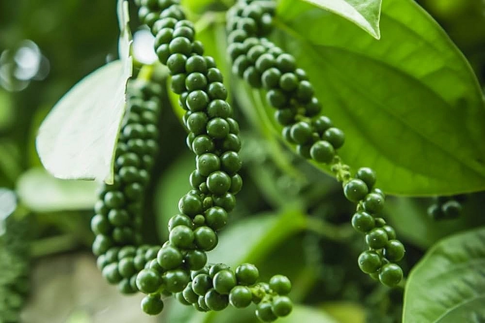 Giá hồ tiêu trong nước đang giao dịch trong ngưỡng bao nhiêu?