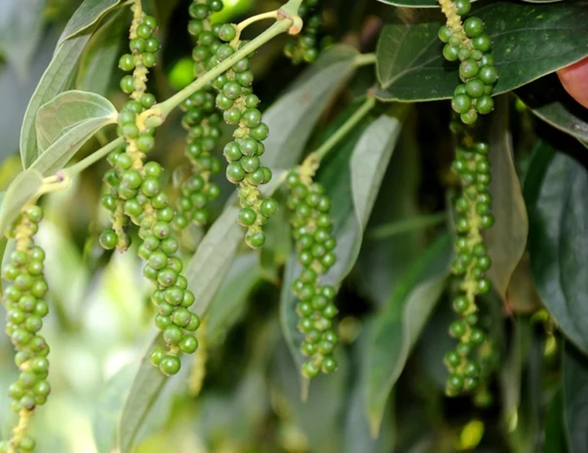 Các giống tiêu phổ biến ở Việt Nam là gì, giá tiêu ra sao?