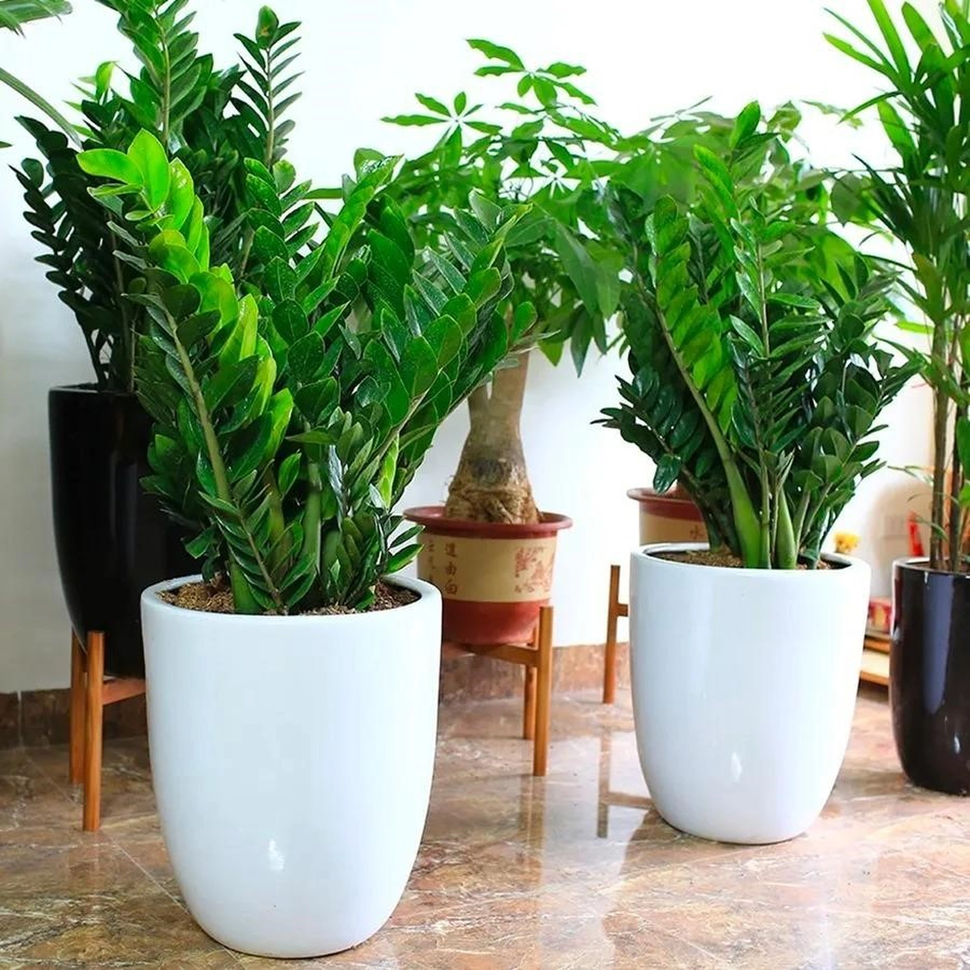 Nhà có trẻ nhỏ thì không nên trồng những loại cây cảnh nào?