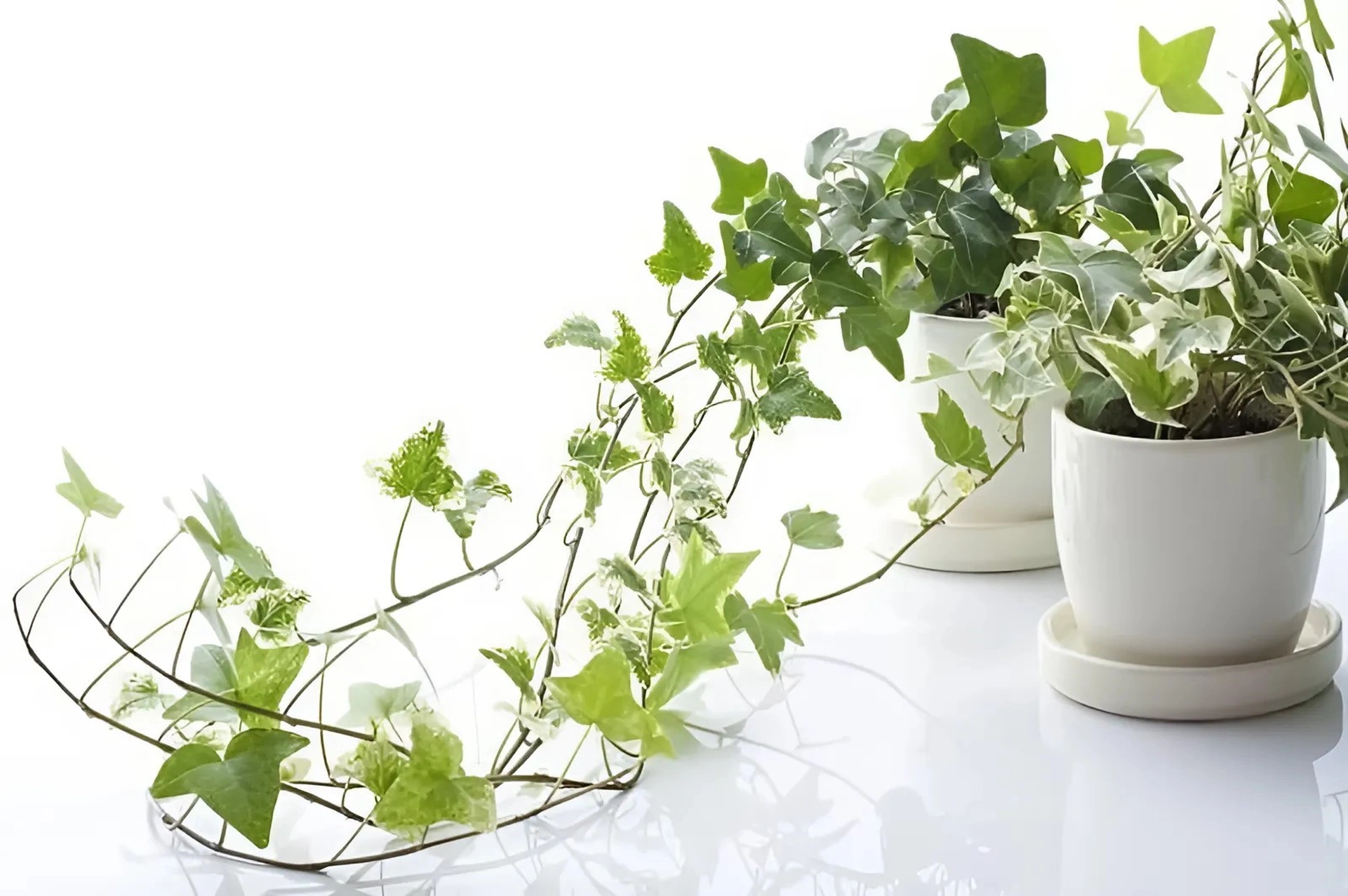 Các loại cây nào nên trồng trong nhà để ngăn chặn hiệu quả bức xạ điện tử?