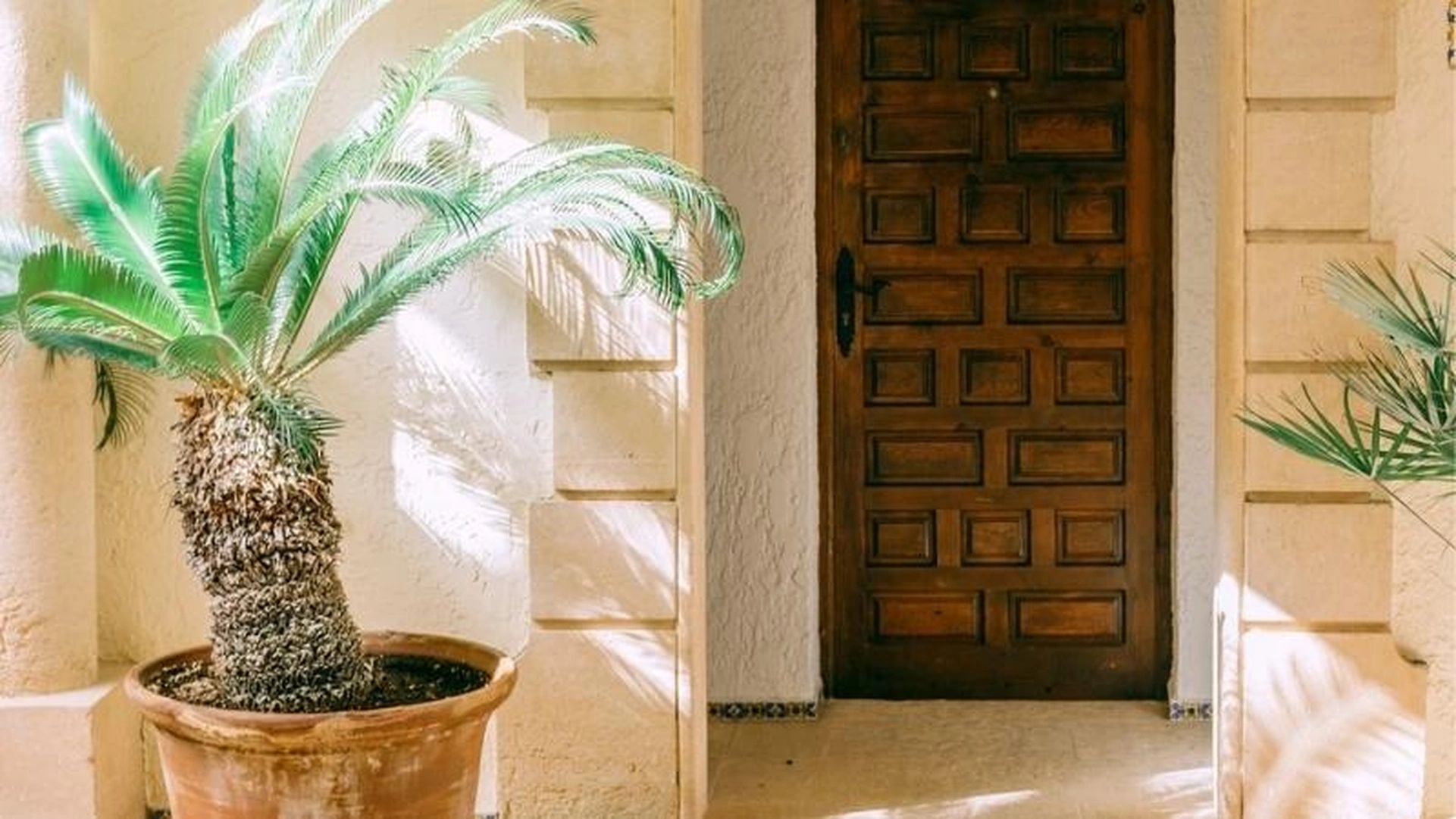 Những loại cây cảnh nào không nên trồng khi nhà nuôi thú cưng?