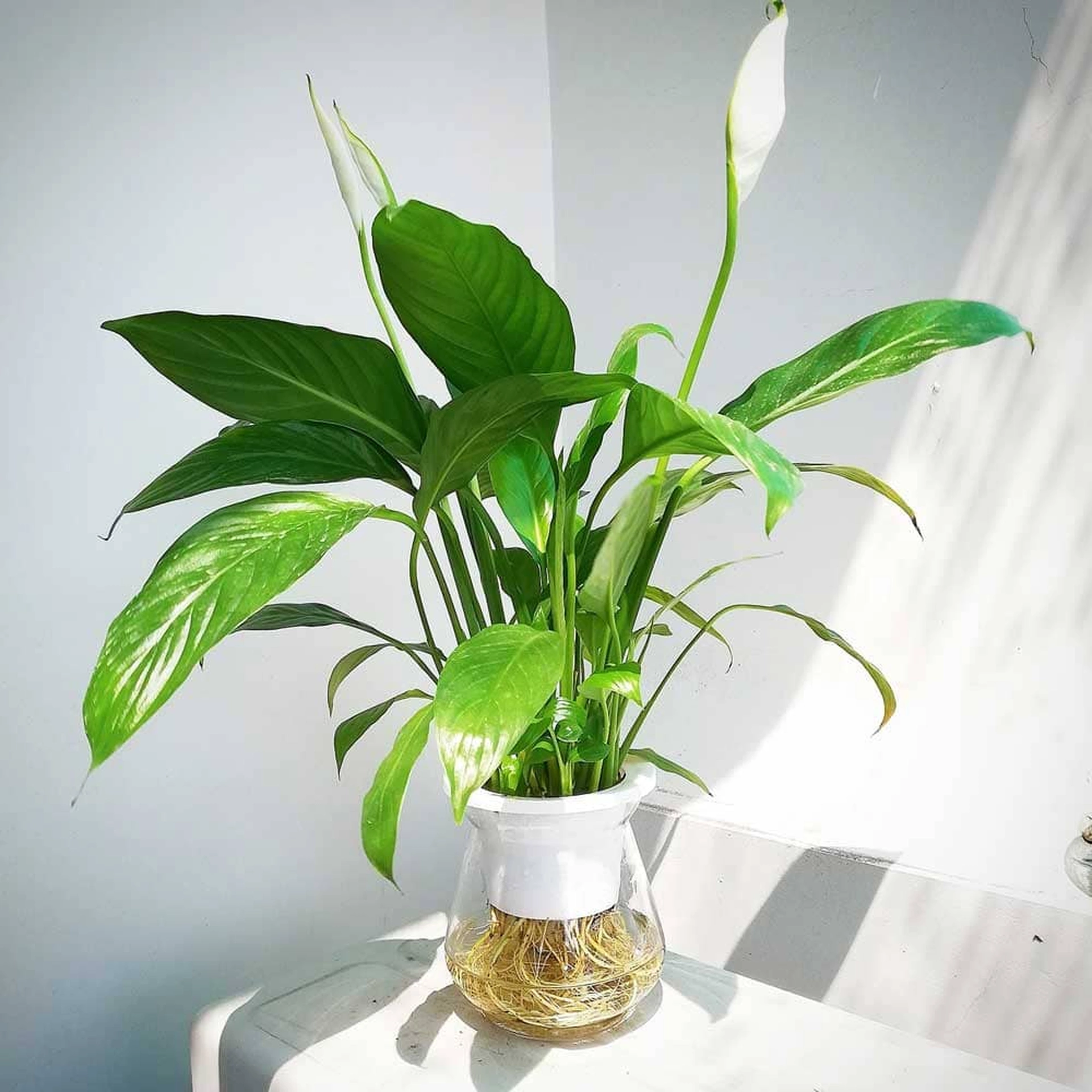 Có những loại cây cảnh trong nhà nào không cần đất?
