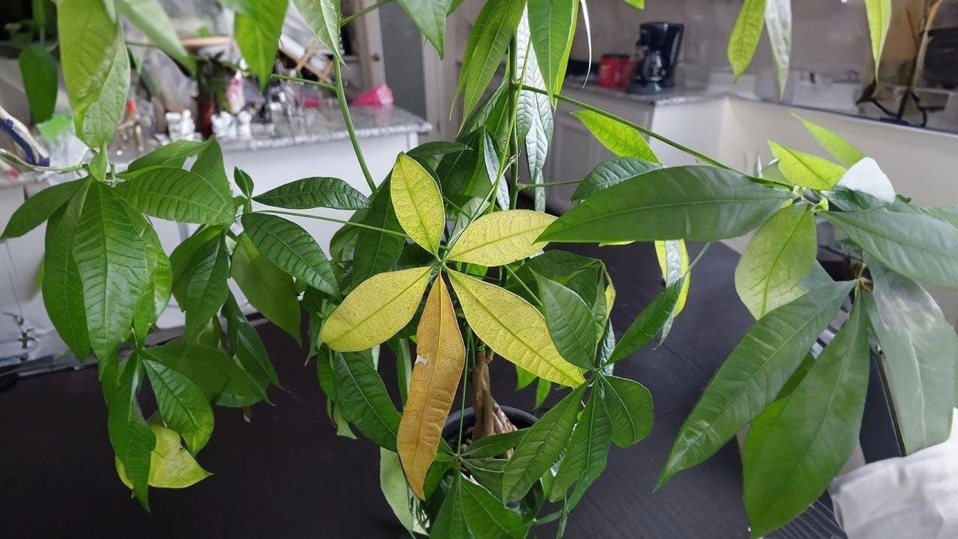Cây cảnh trong nhà bị thiếu sáng sẽ có biểu hiện như thế nào?