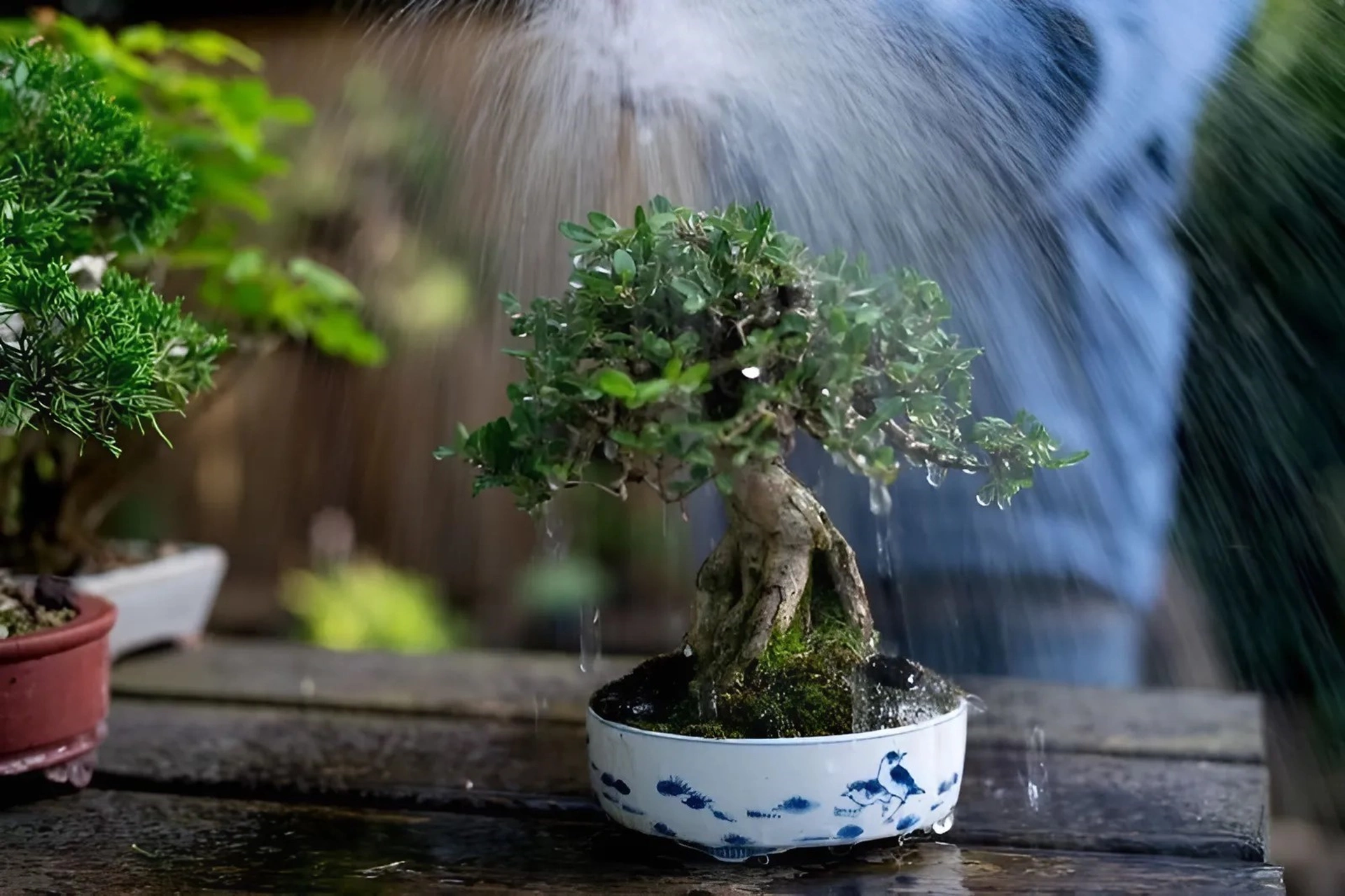 Cây cảnh trồng trong nhà bị úng nước cần xử lý như thế nào?