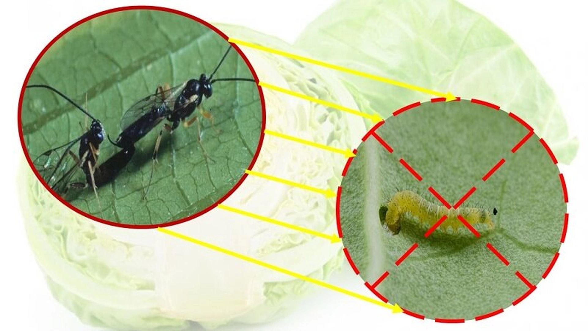 Làm thế nào để bảo vệ cây cảnh ngoài trời khỏi sâu bệnh?