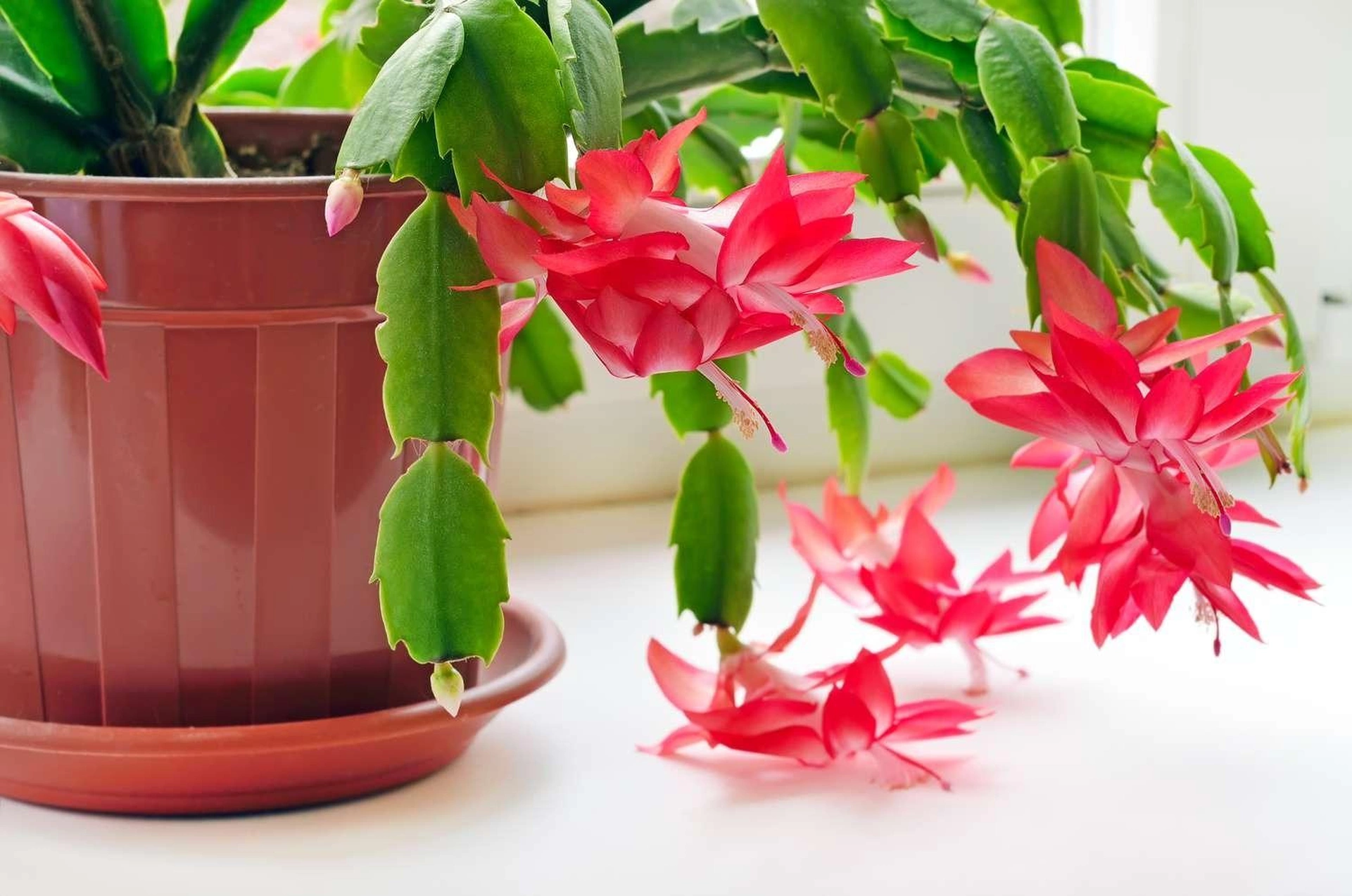 Loại cây nào có thể sống tốt trong nhà mà không cần tưới nước thường xuyên?