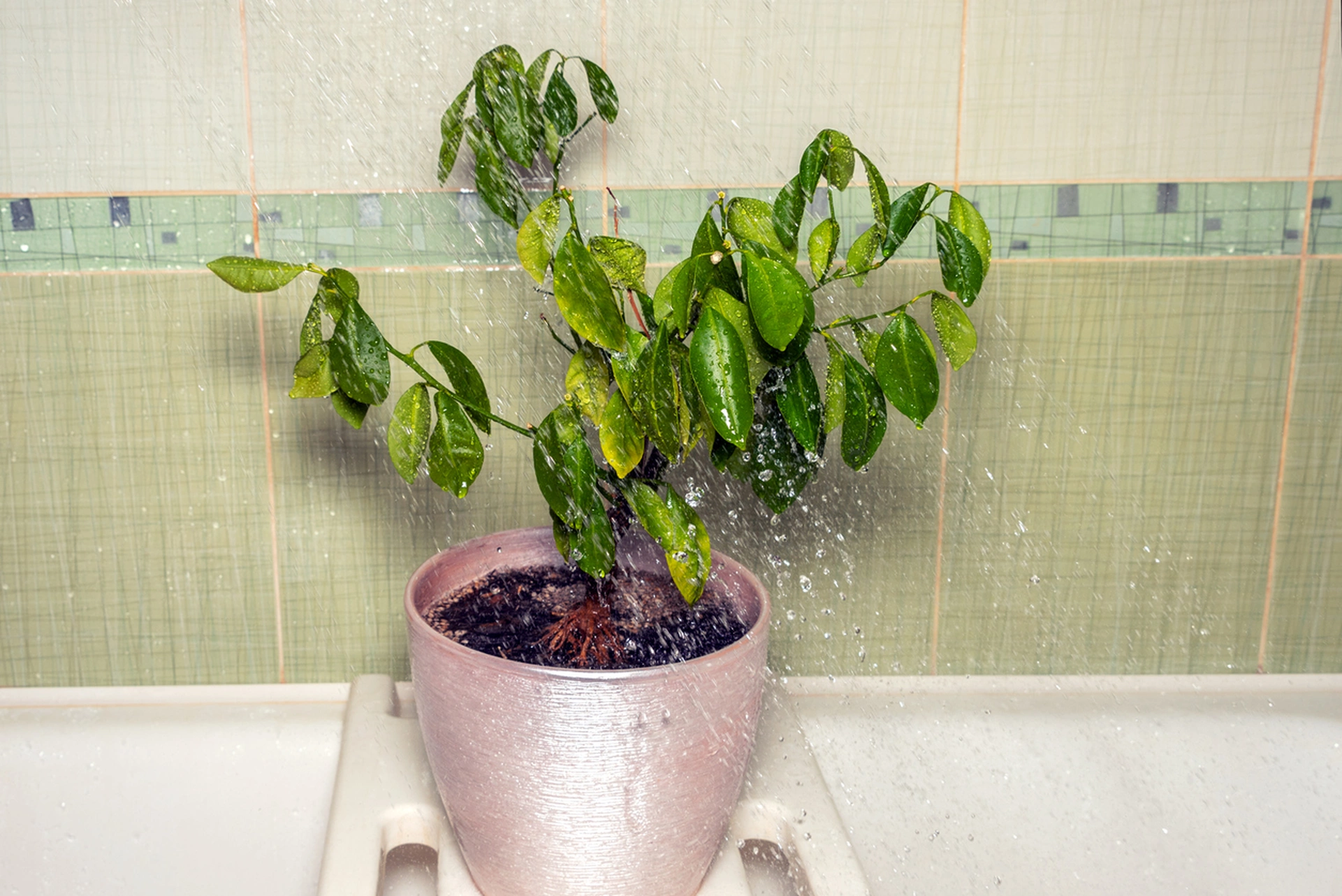 Đâu là những dấu hiệu nhận biết cây cảnh bị úng nước?	