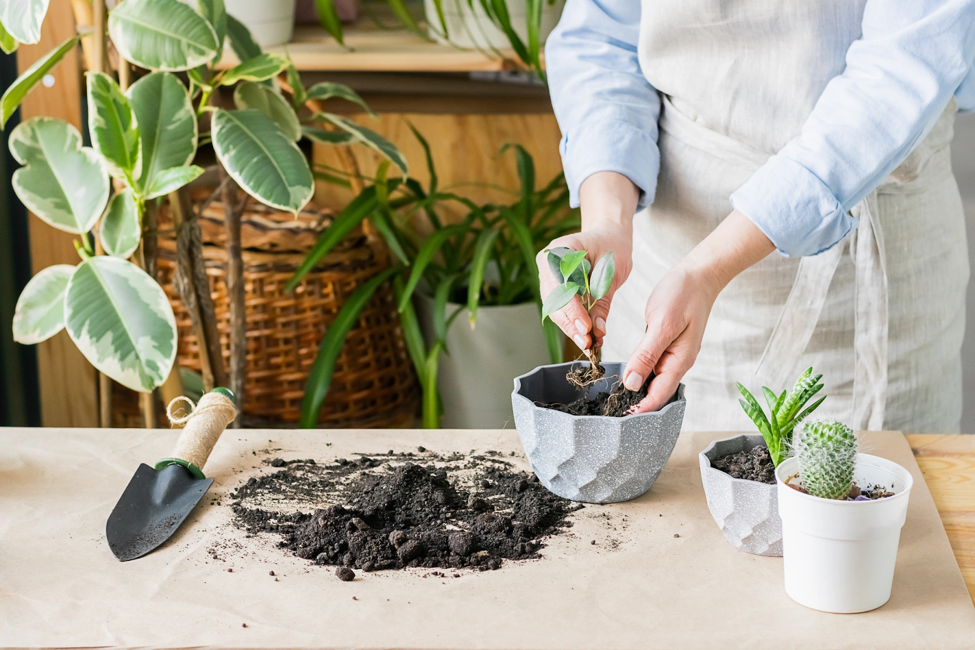 Làm sao để lựa chọn chậu trồng cây phù hợp với từng loại cây cảnh?