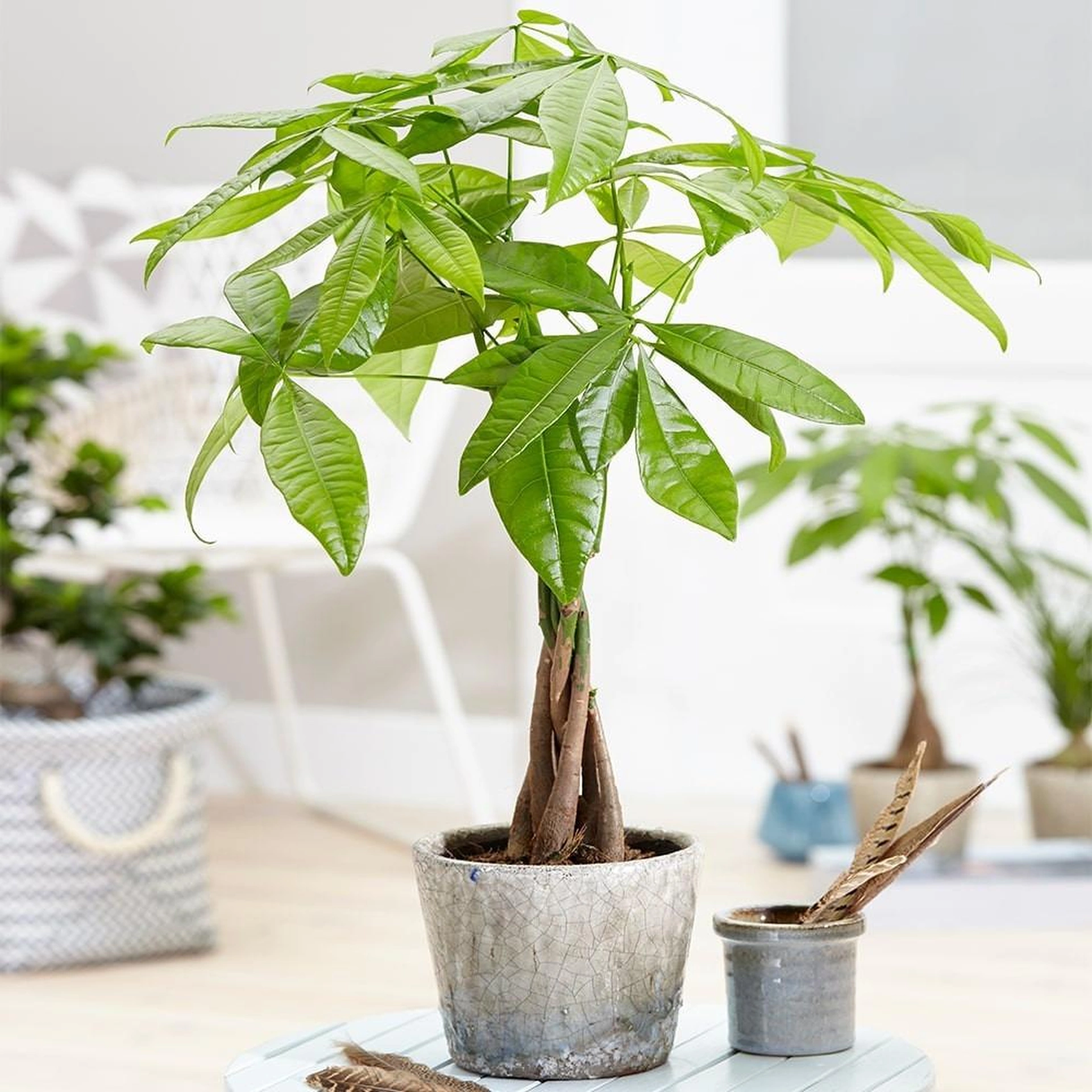 Việc trồng cây cảnh không cần ánh sáng mặt trời trong nhà mang lại lợi ích gì cho sức khỏe?