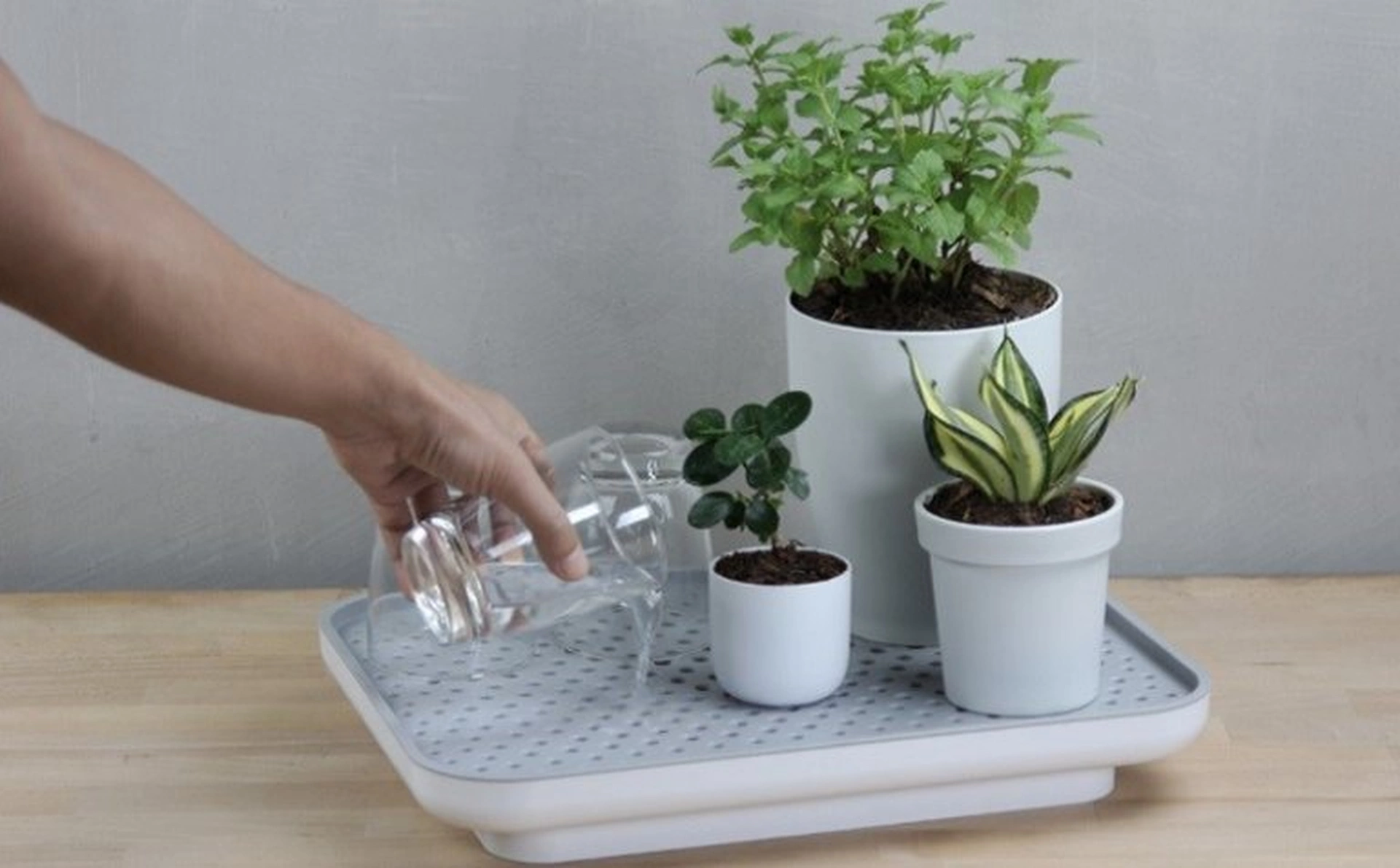 Tưới cây cảnh trong nhà khi đi vắng lâu ngày như thế nào?