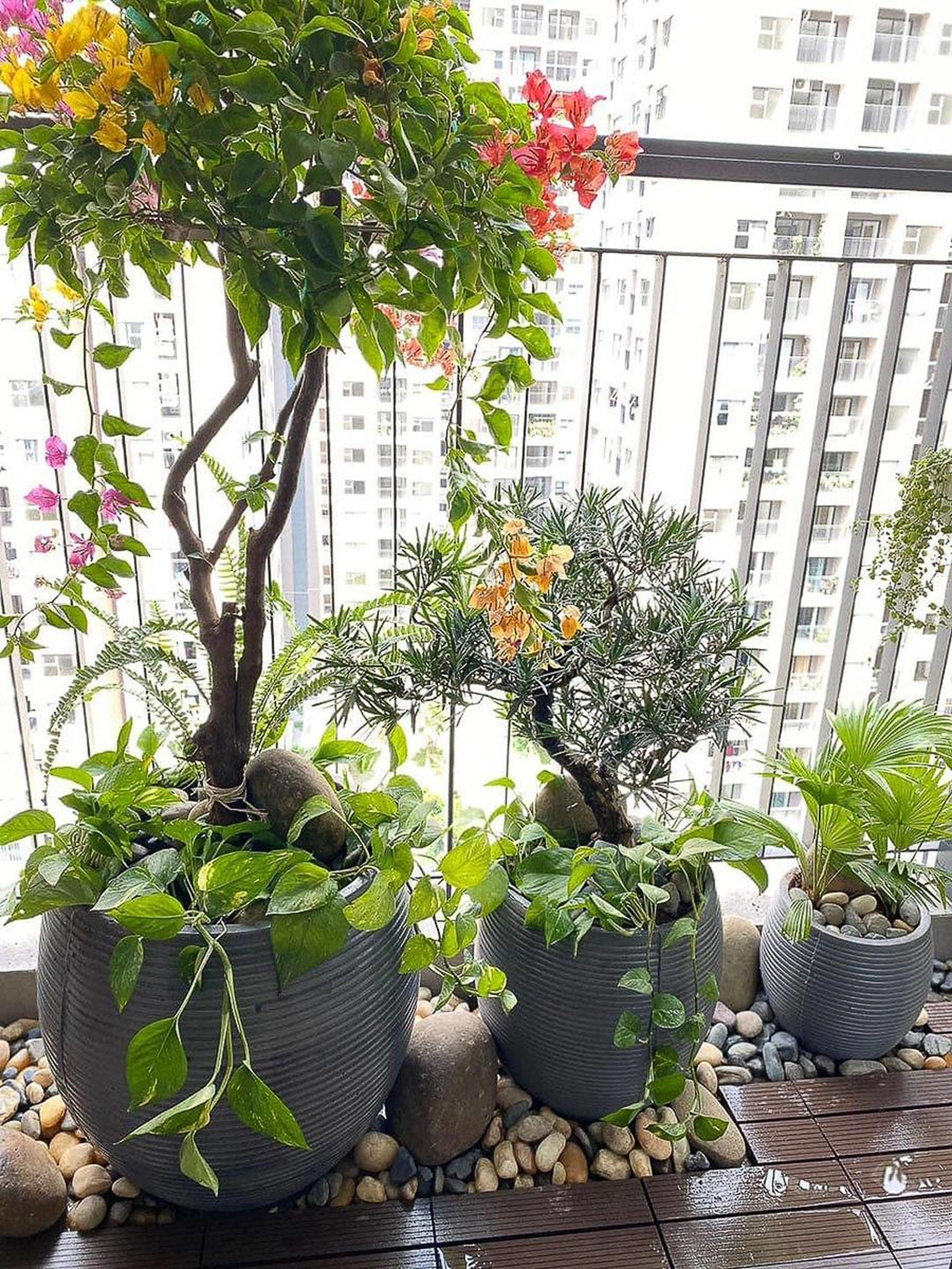 Khi trồng nhiều cây cảnh vào một chậu cần lưu ý điều gì?