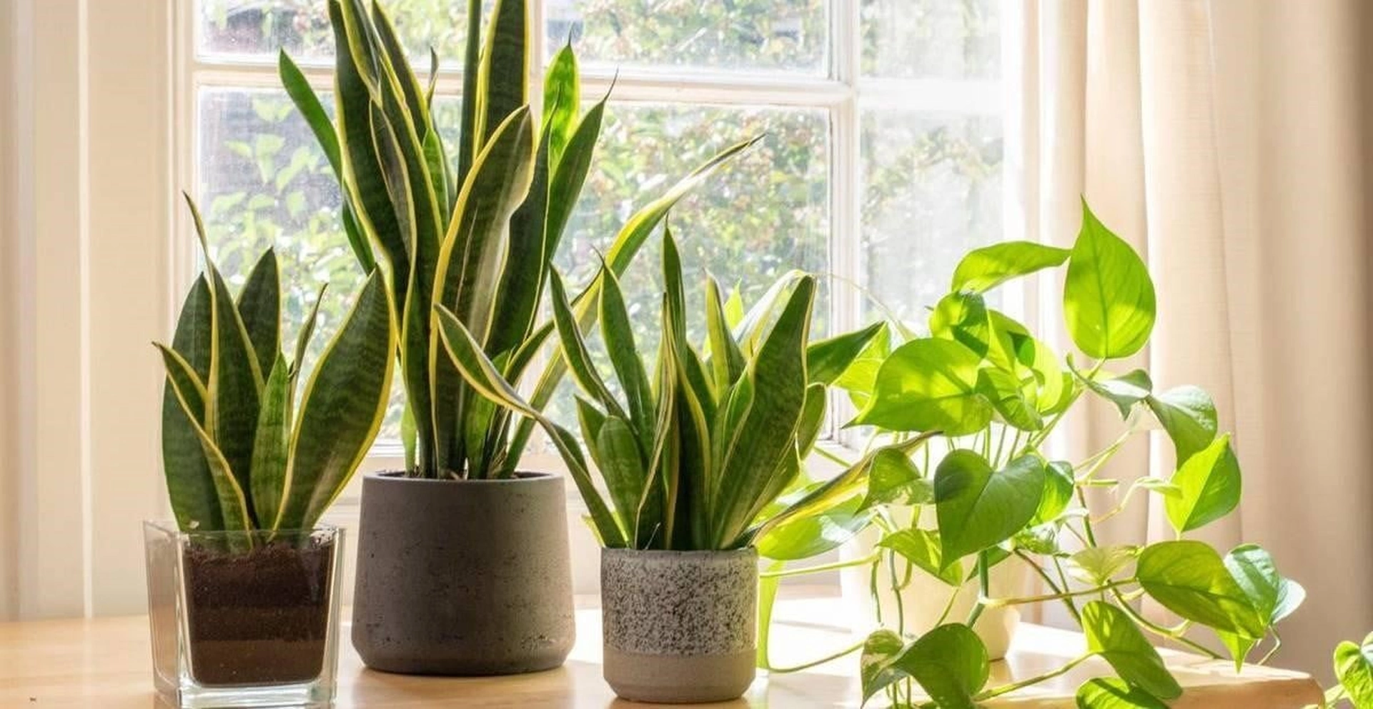 Nguyên nhân dẫn đến việc cây cảnh trong nhà không mọc được lá mới là gì?