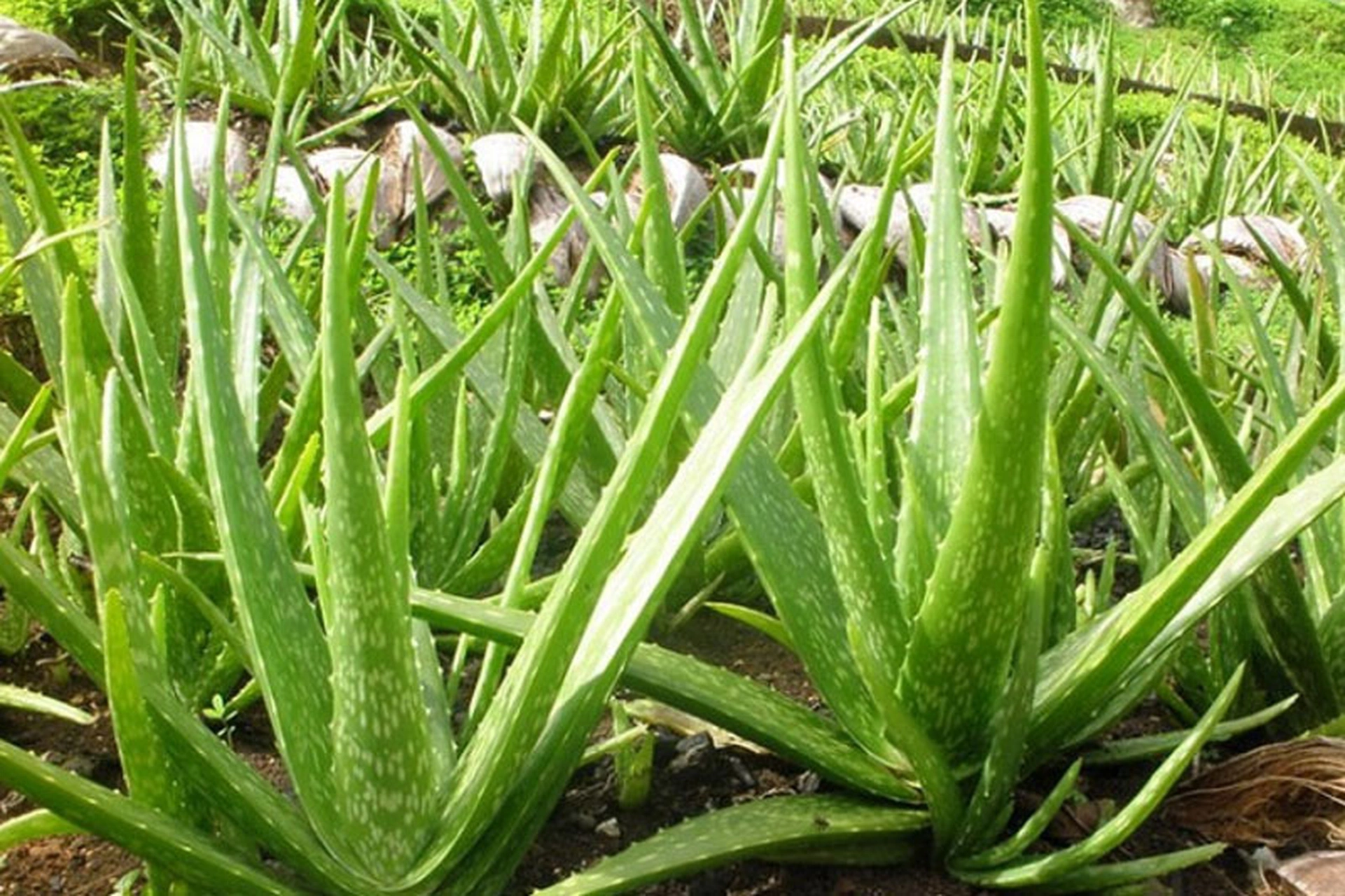 Những loại cây cảnh nào có tác dụng chữa bệnh?