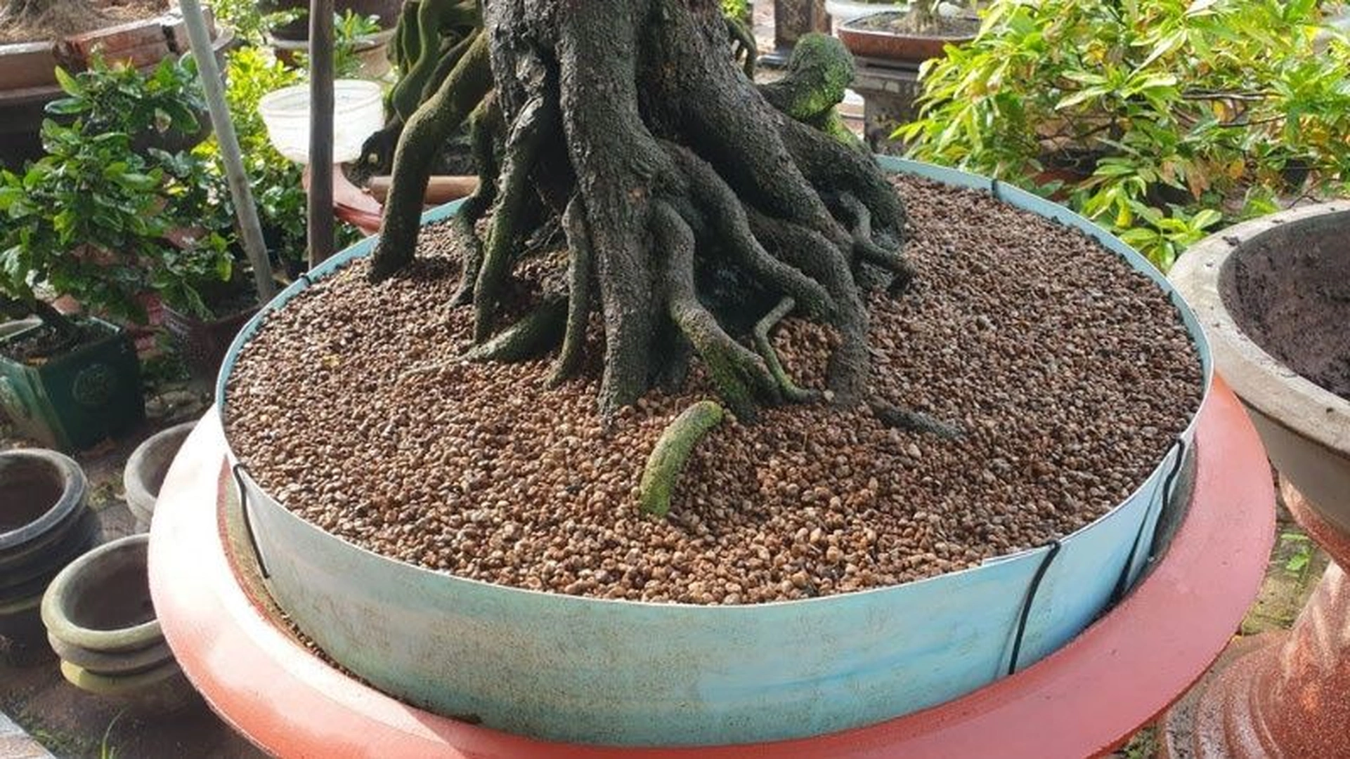 Nên sử dụng đất sét để trồng những loại cây cảnh nào?