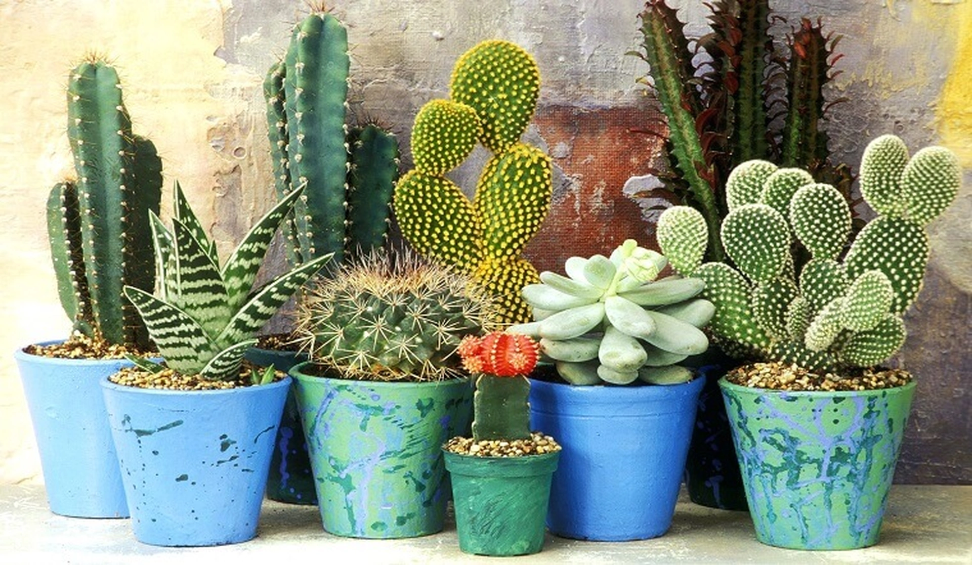 Những cây cảnh nào vừa có hoa đẹp, vừa khử mùi và hút ẩm?