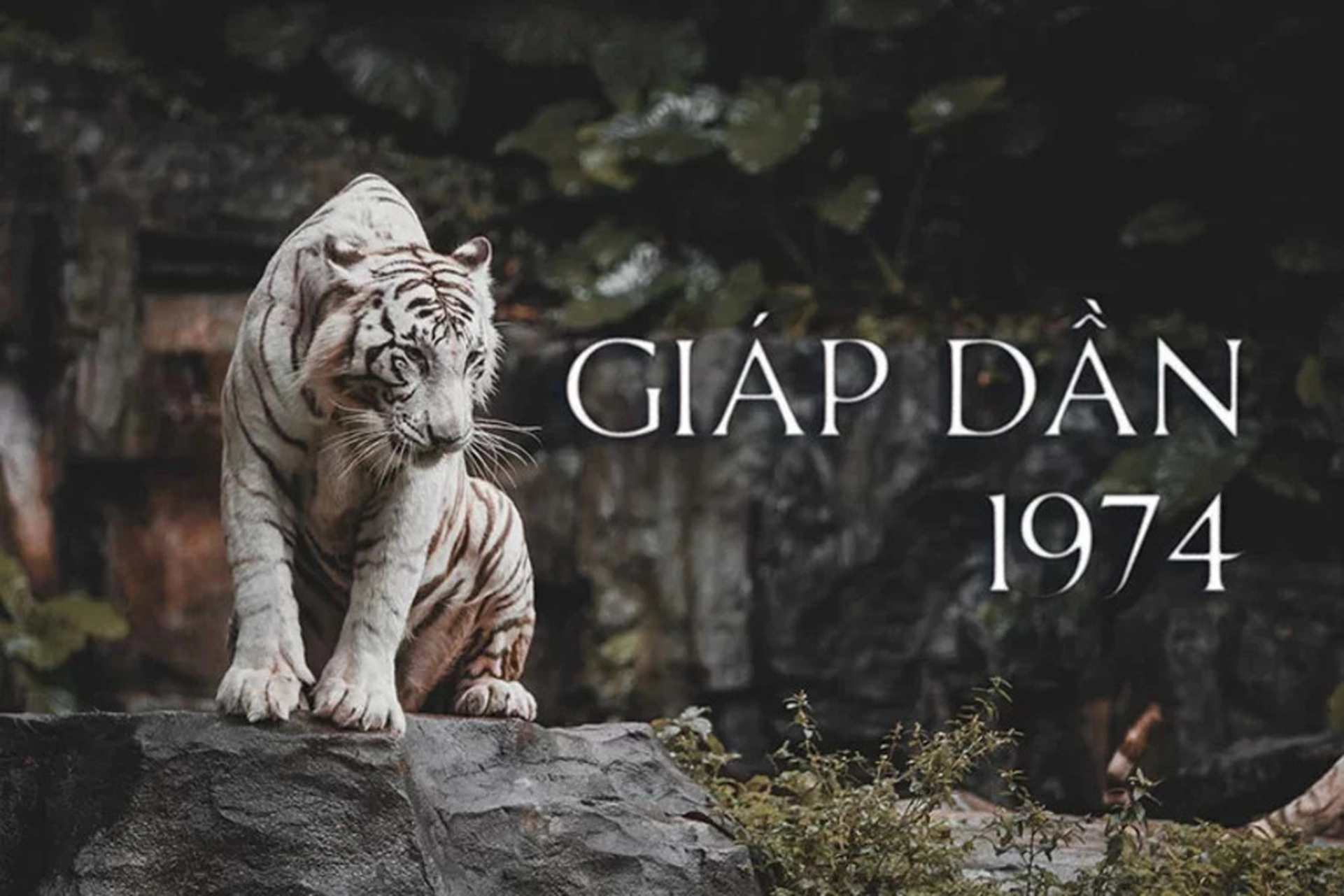 Tuổi Giáp Dần 1974 hợp màu gì, kỵ màu gì nhất?