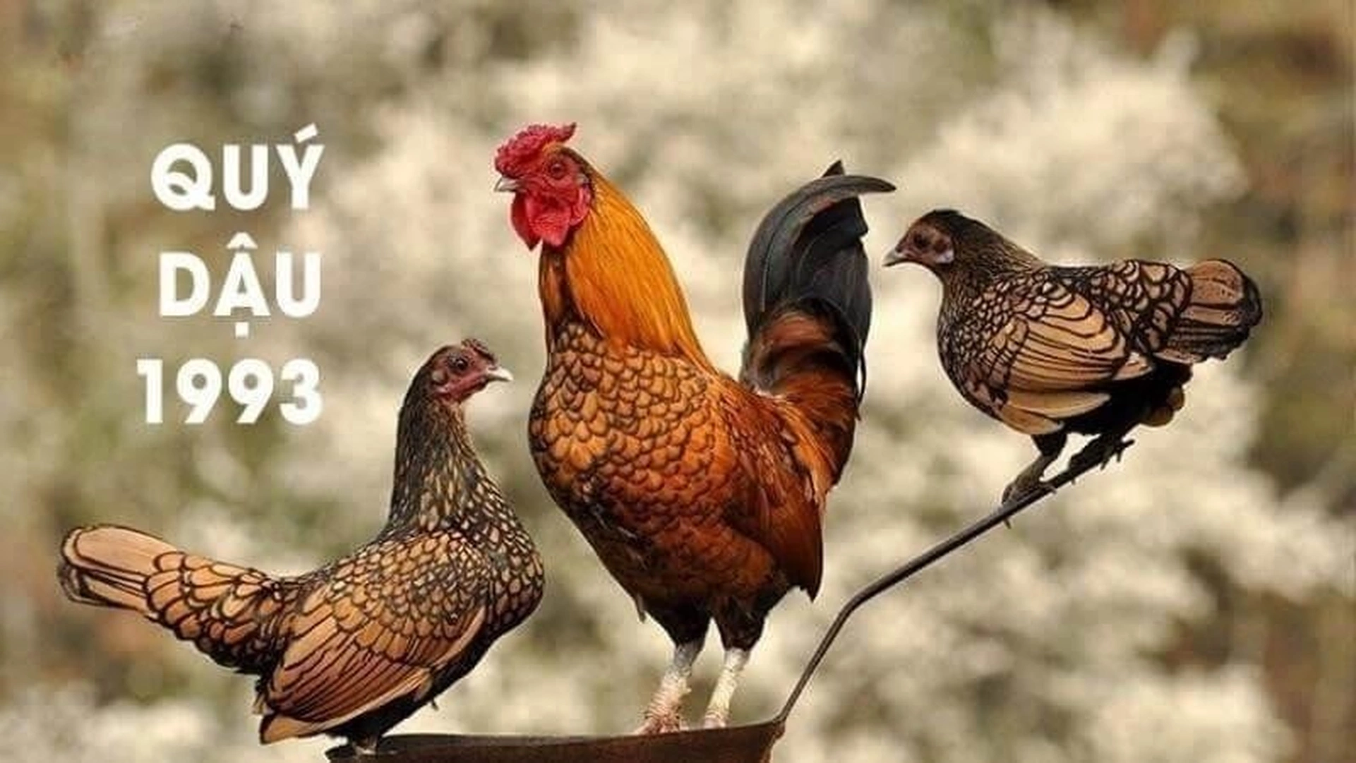 Tuổi Quý Dậu 1993 có gặp hạn Kim Lâu, Hoang Ốc, Tam Tai trong năm 2025 không?