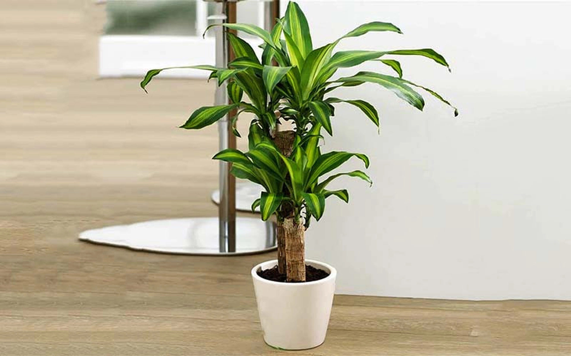 Tuổi Nhâm Thân 1992 trồng cây gì hợp phong thủy?