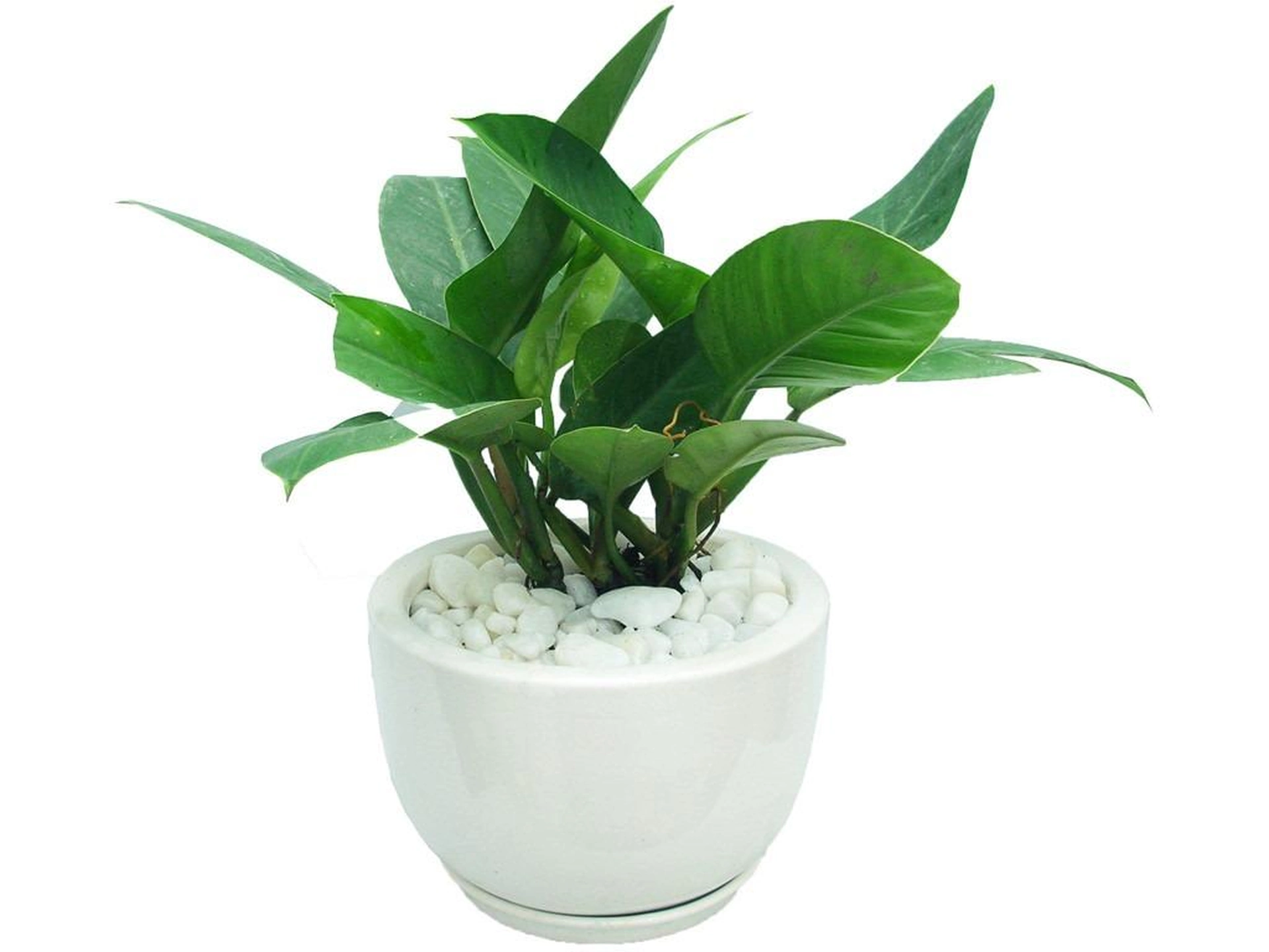 Tuổi Tân Sửu 1961 trồng cây gì hợp phong thủy?