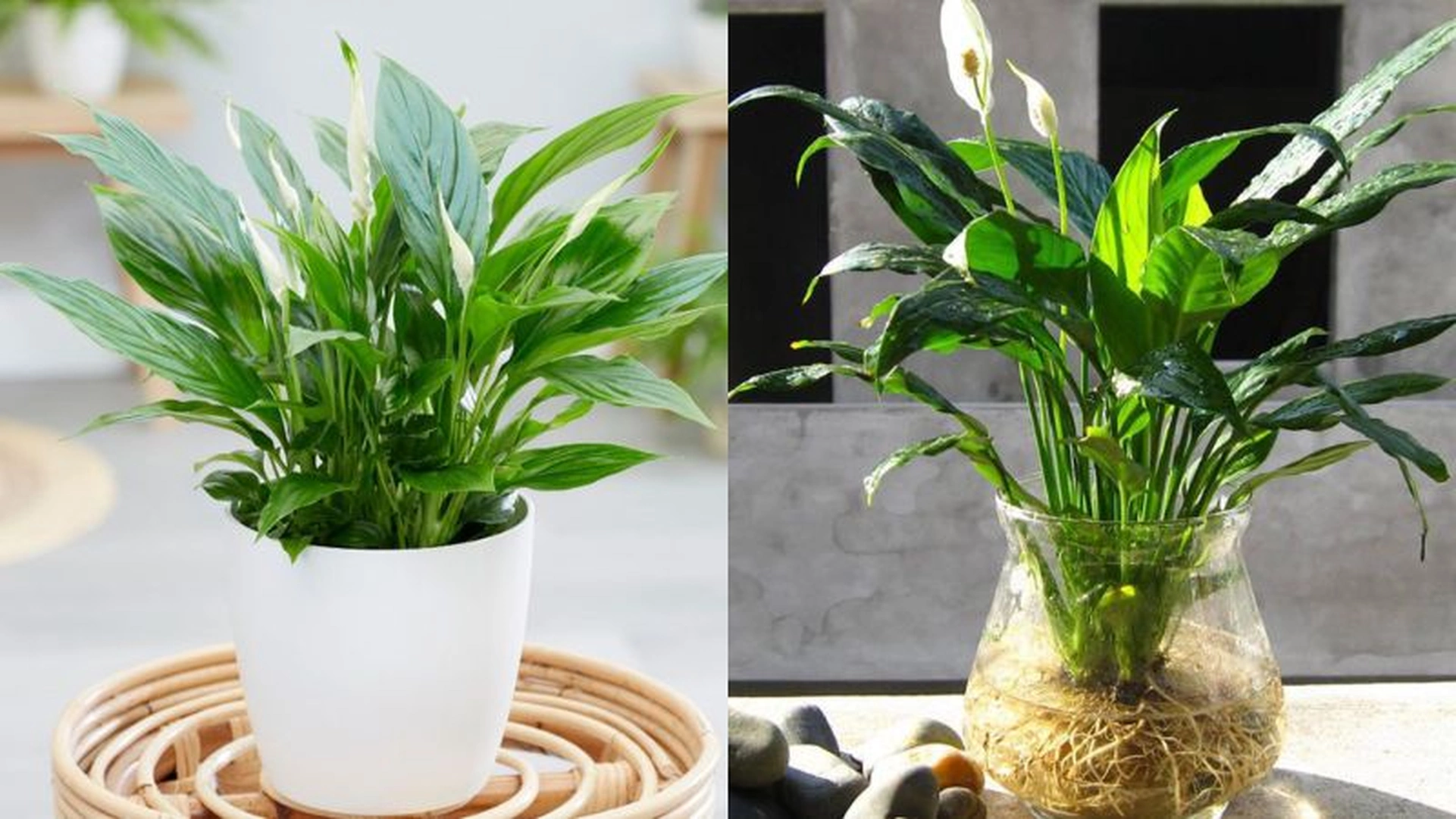Tuổi Giáp Tý 1984 trồng cây gì hợp phong thủy?