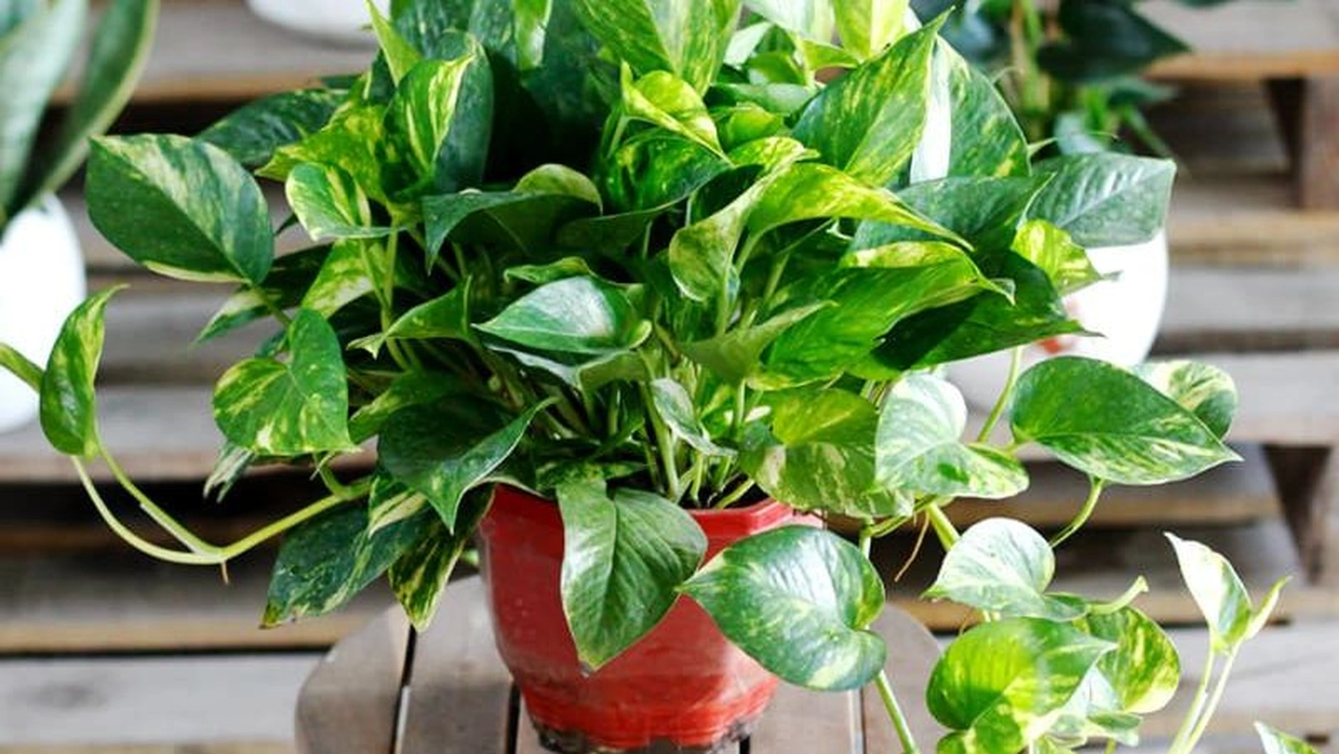 Tuổi Mậu Thìn 1988 trồng cây gì hợp phong thủy?