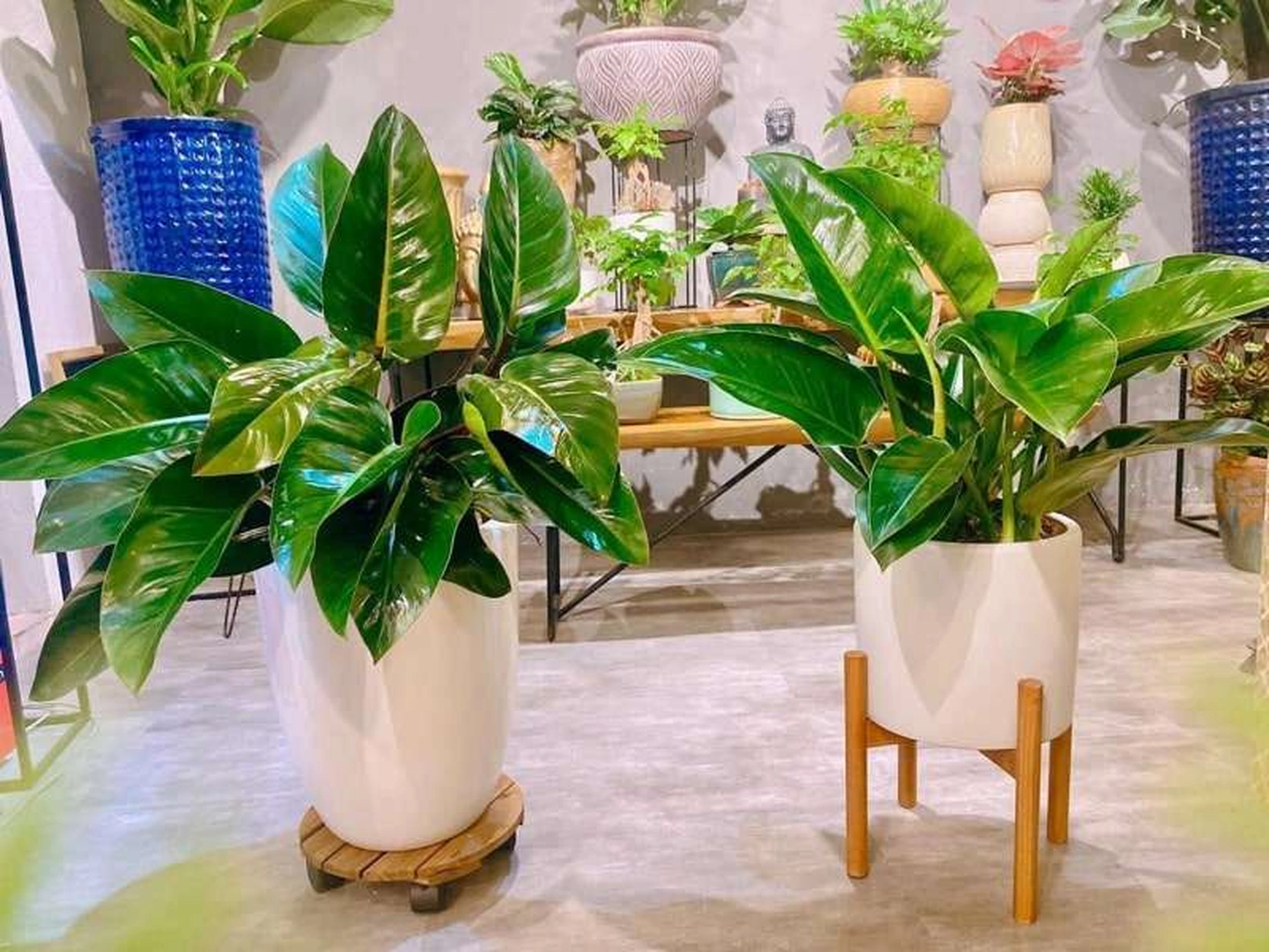 10 loại cây xanh trong nhà giúp làm mát và lọc không khí mùa hè