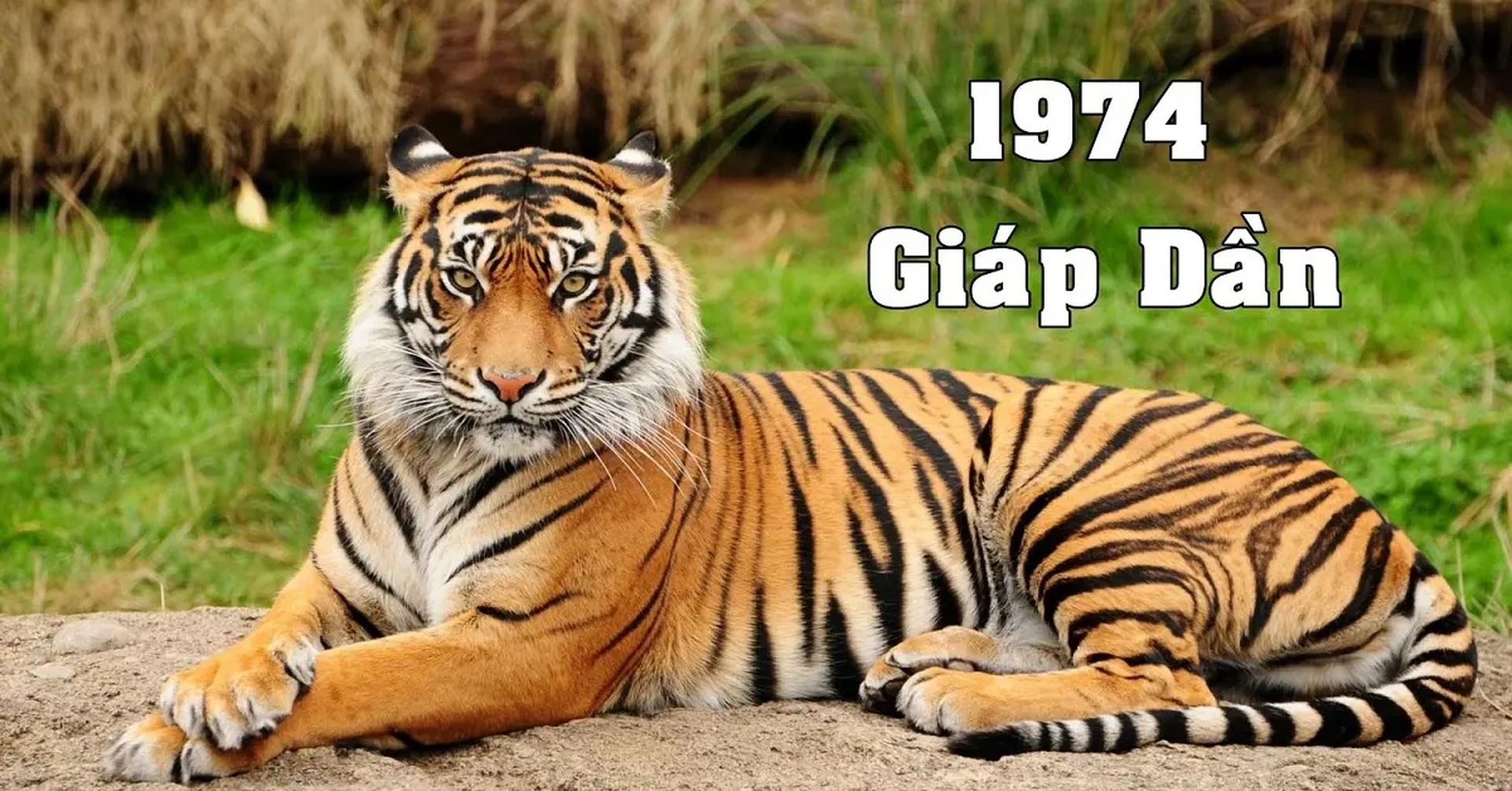Tuổi Giáp Dần 1974 nam mạng, nữ mạng phù hợp với những con số nào?