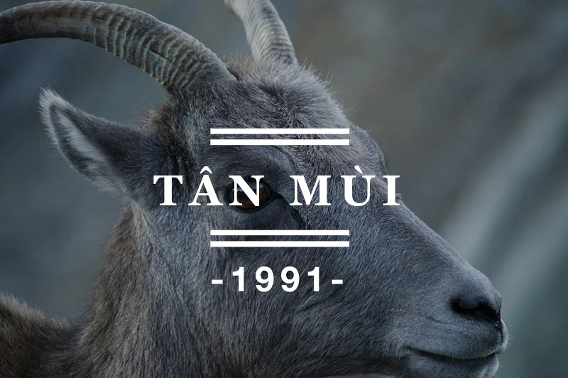 Tuổi Tân Mùi 1991 hợp màu sắc nào trong năm 2024?