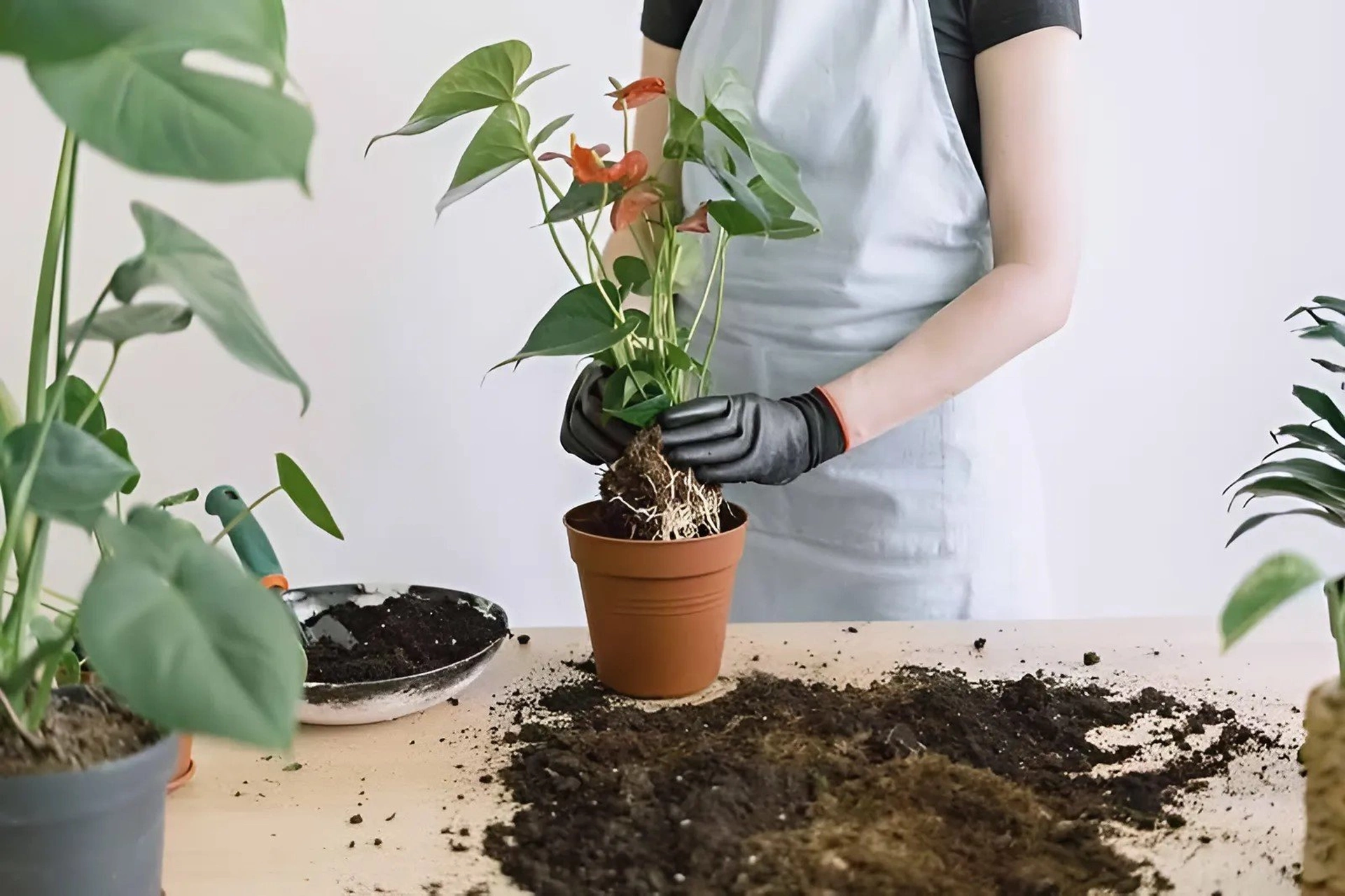Tiêu chuẩn về đất trồng cây cảnh trong nhà là như thế nào?
